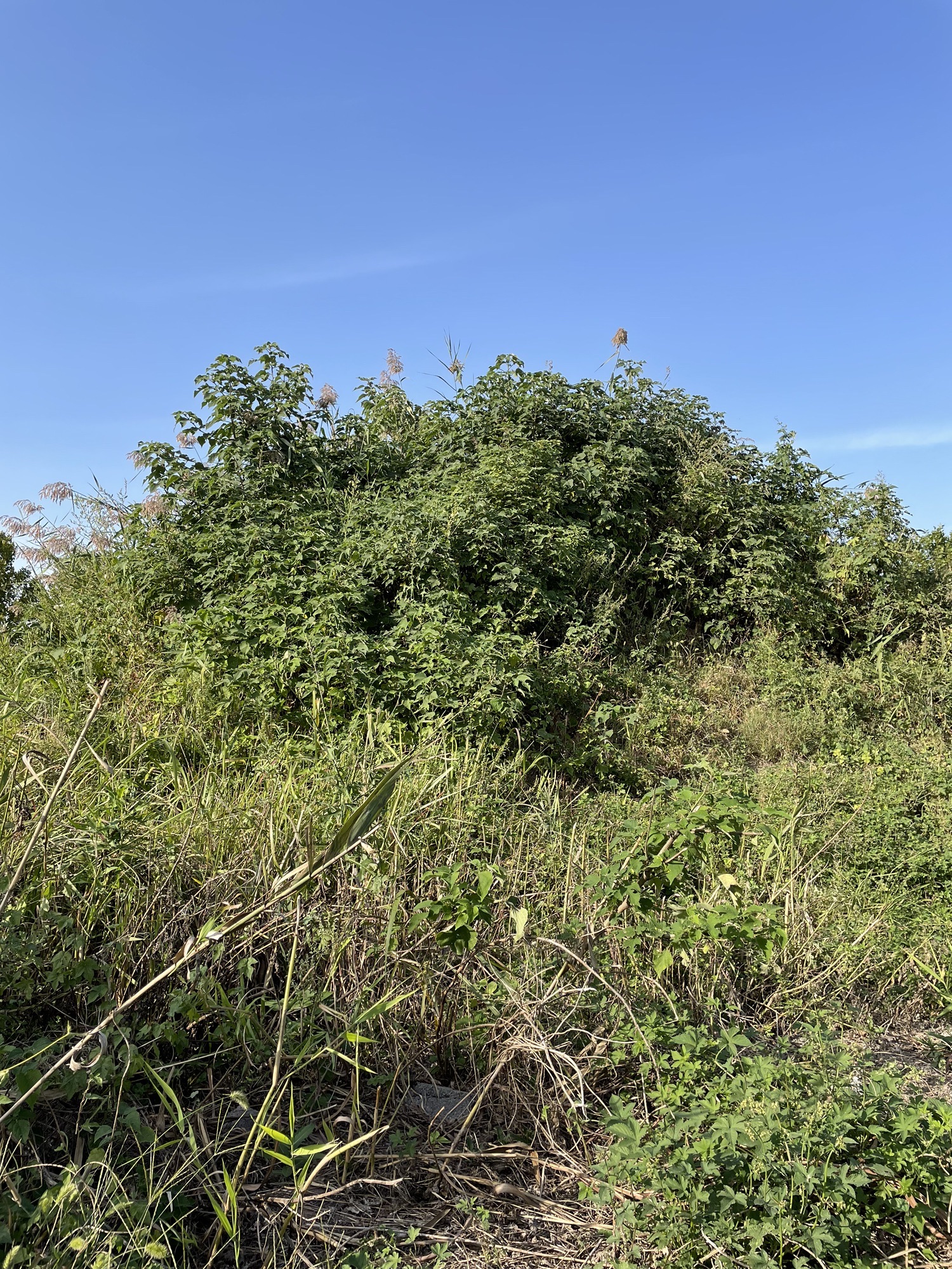 香山庙遗址与俞伯牙墓旅行图片 3