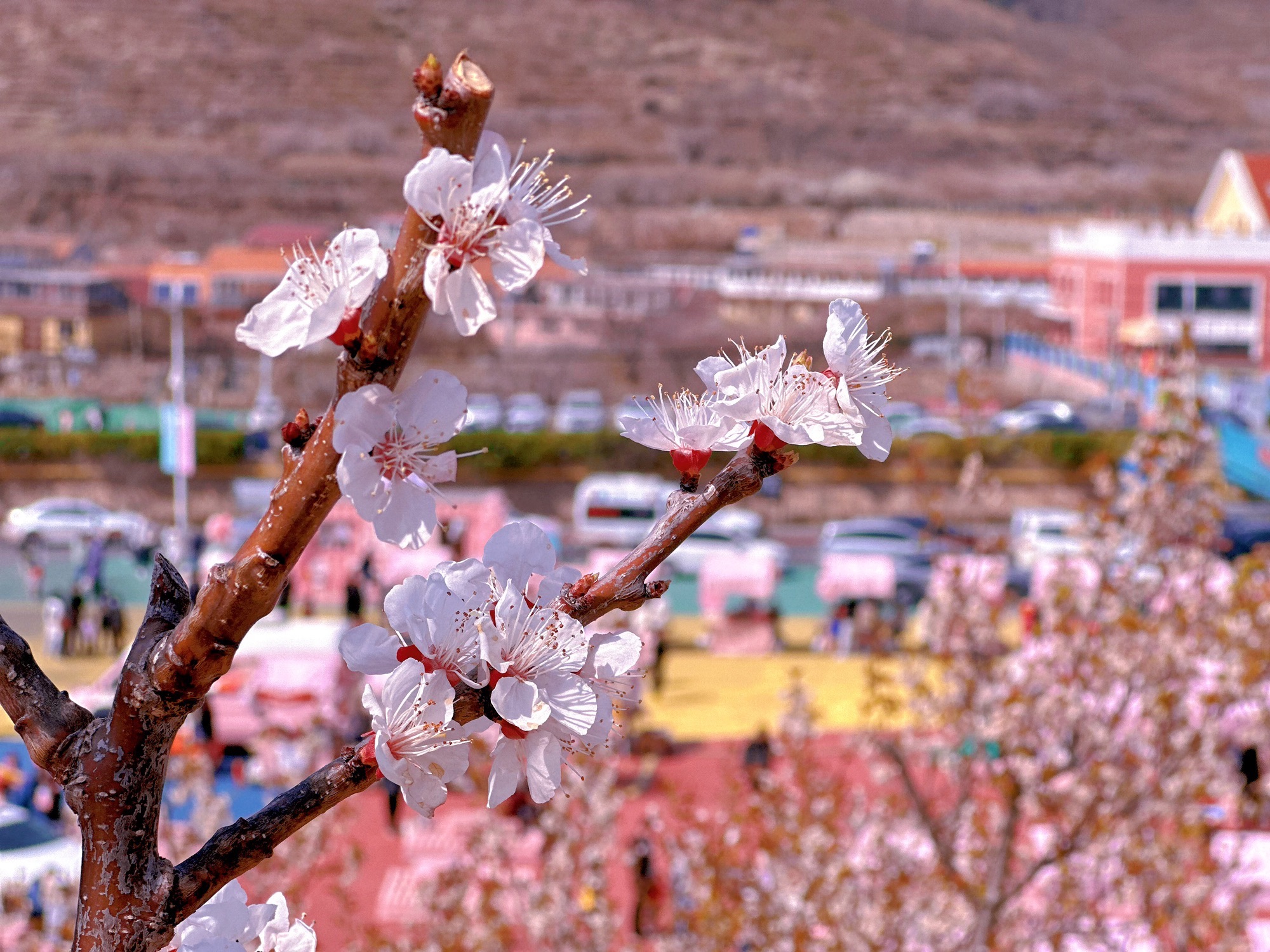 山色峪生态观光园旅行图片 1