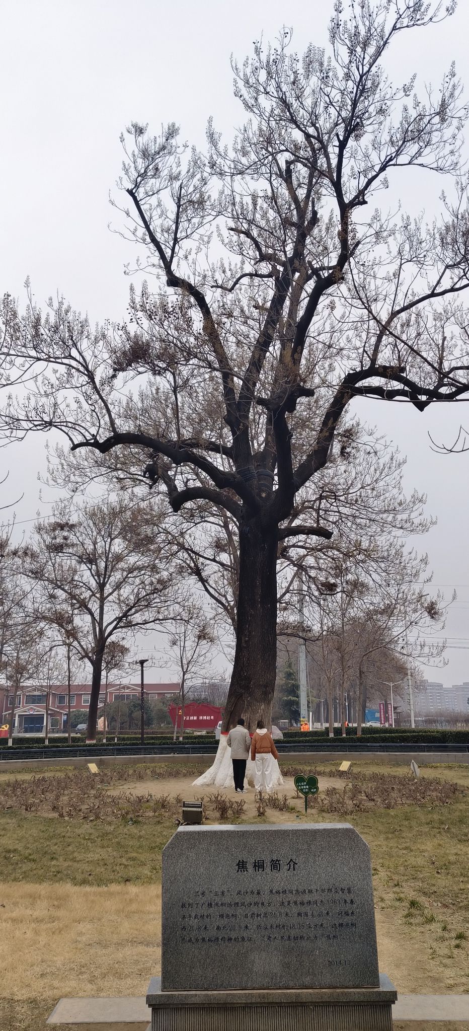 焦桐广场旅行图片 1