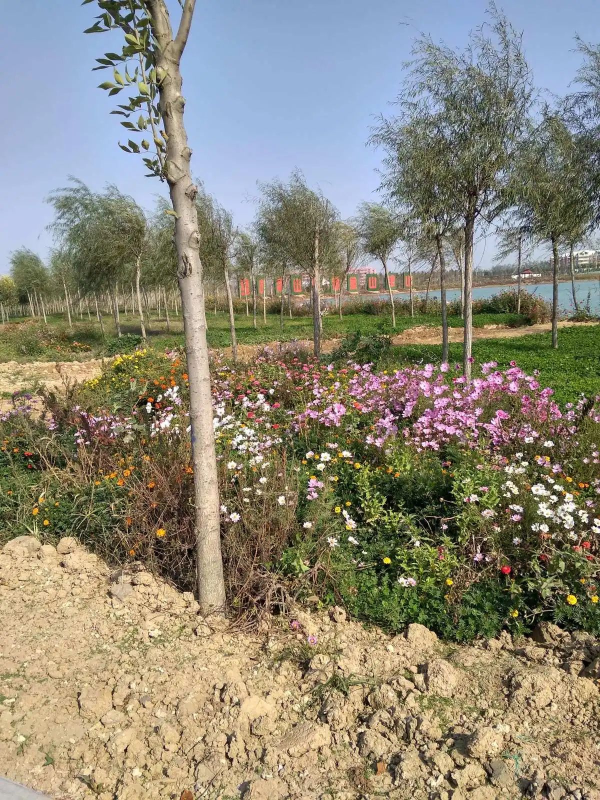 项城植物园旅行图片 2