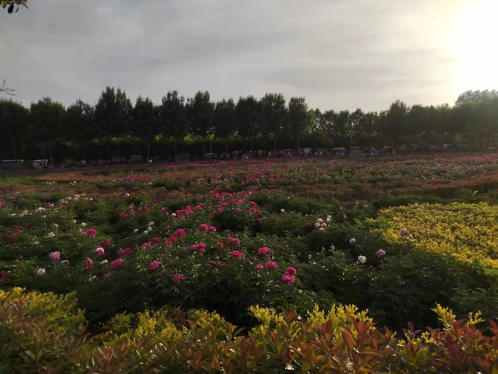 项城植物园旅行图片 2