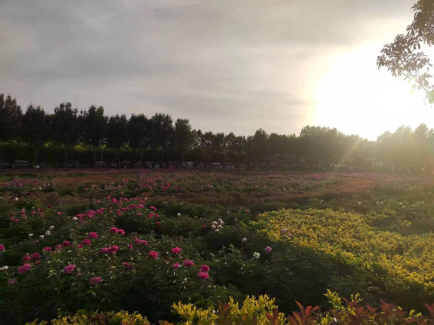 项城植物园旅行图片 3