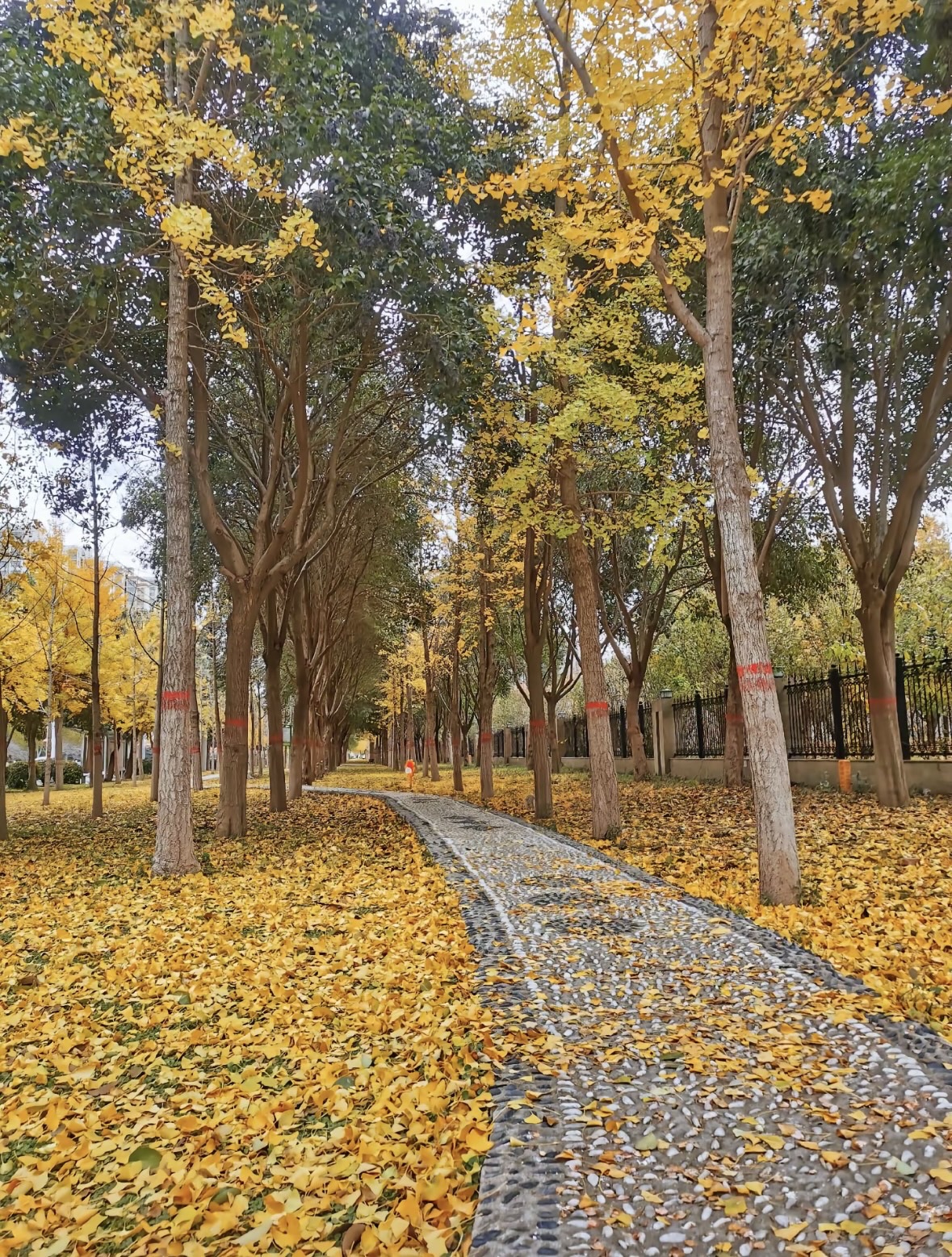 项城植物园景点图片