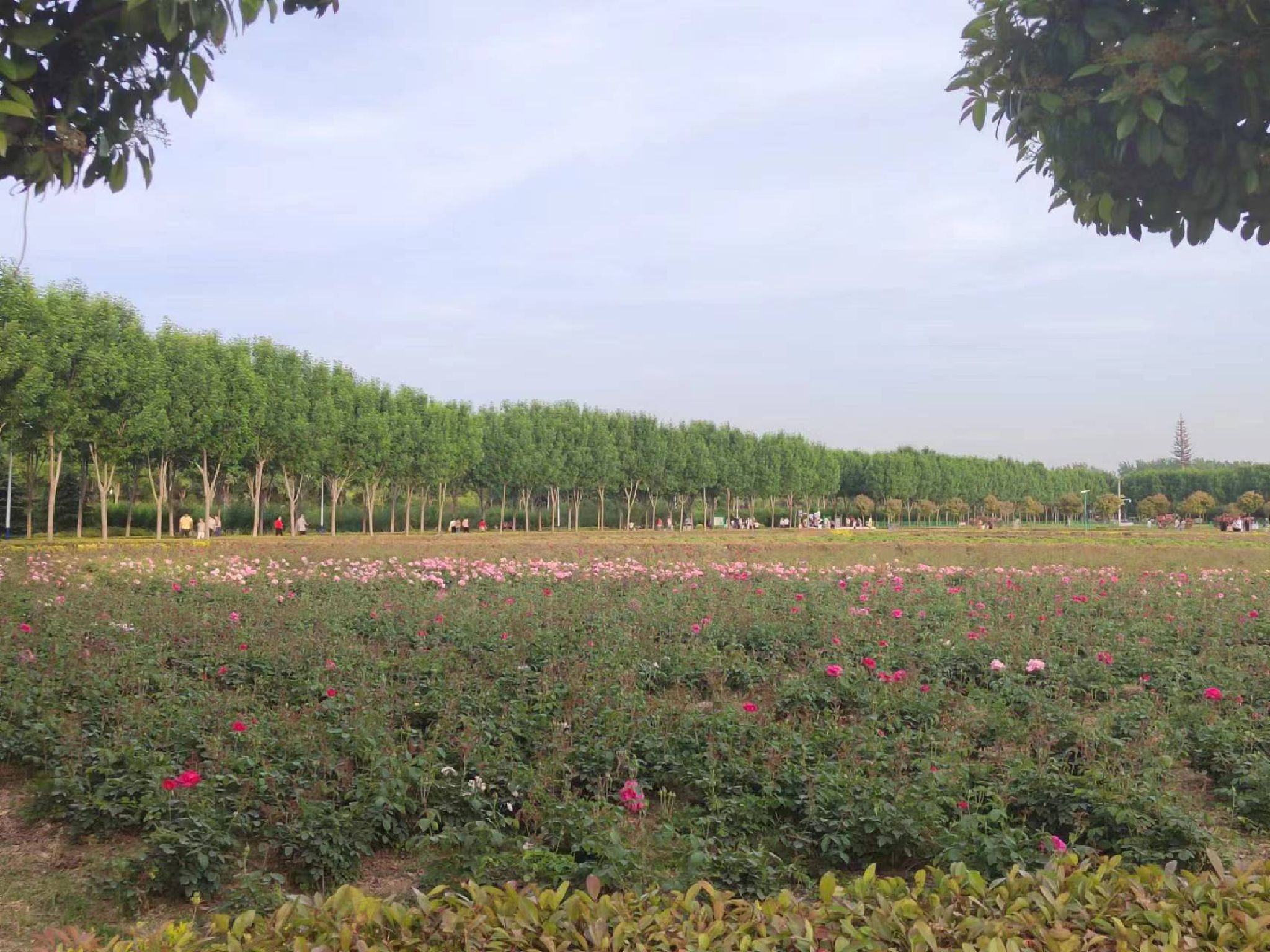 项城植物园旅行图片 1