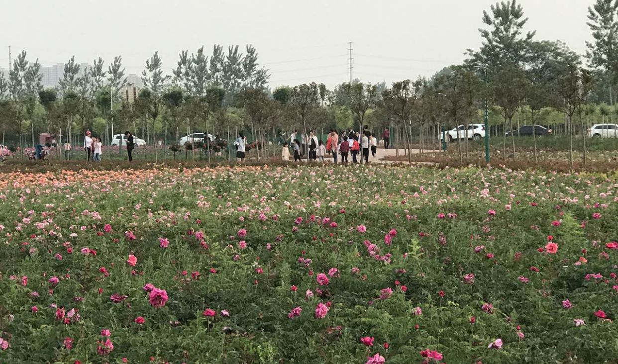 项城植物园旅行图片 3