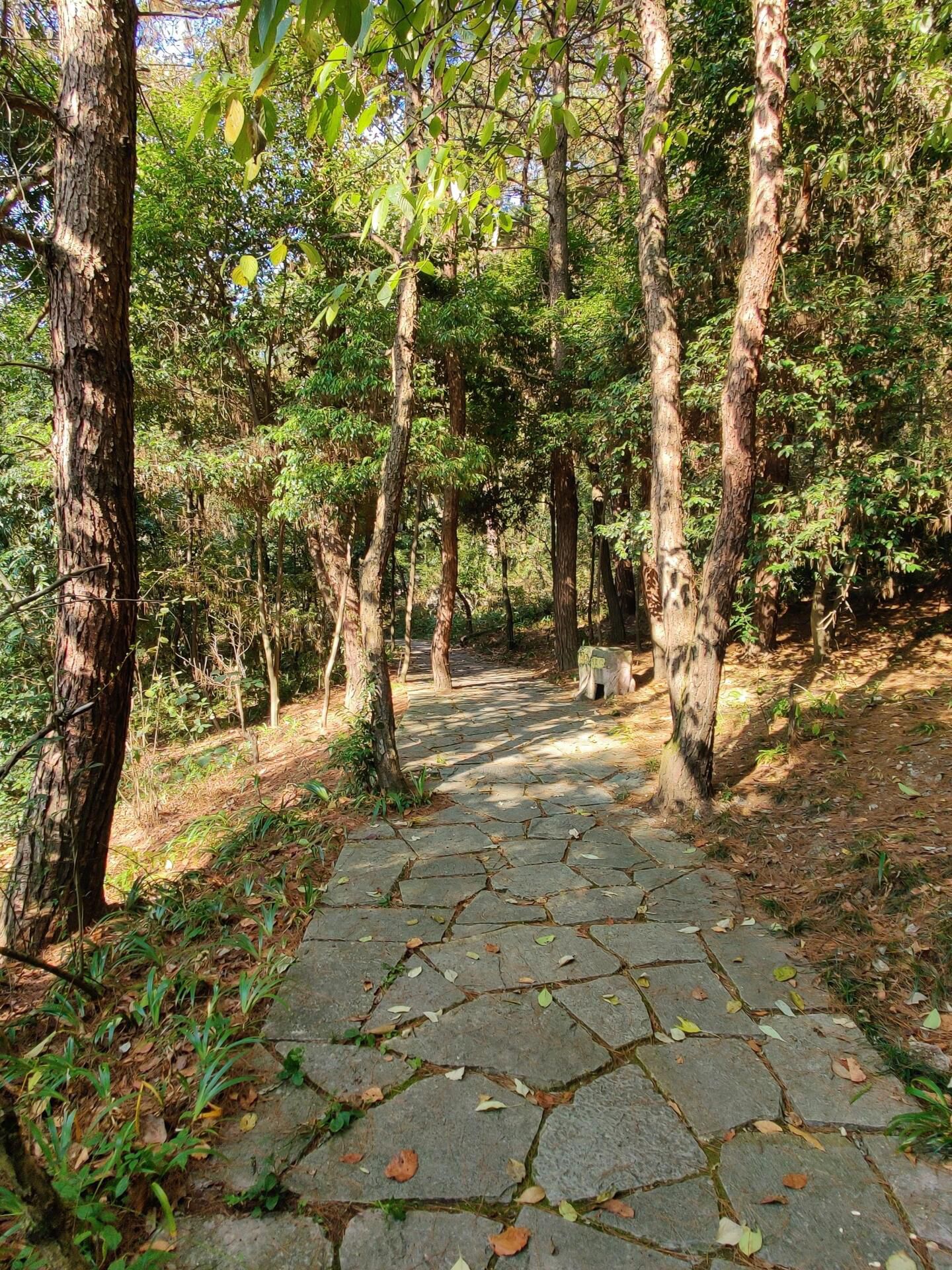 东林公园旅行图片 2