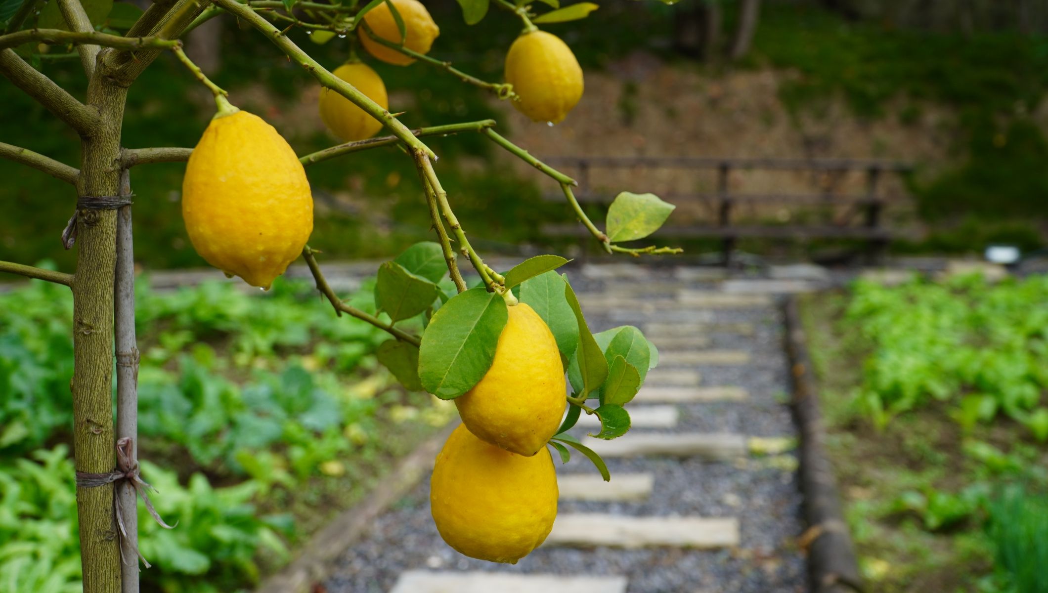 古郡花果溪旅行图片 1