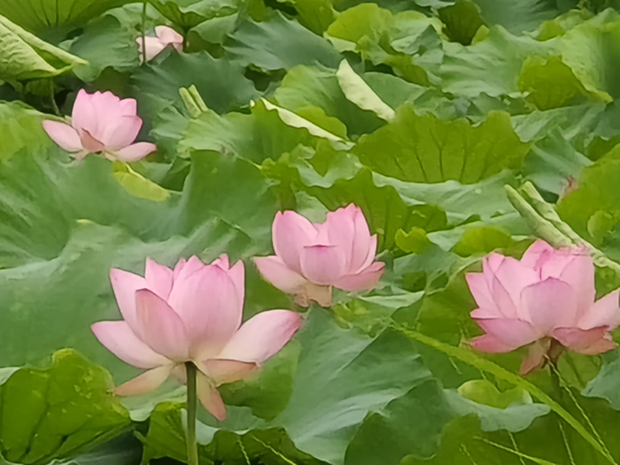 骑行公园旅行图片 2