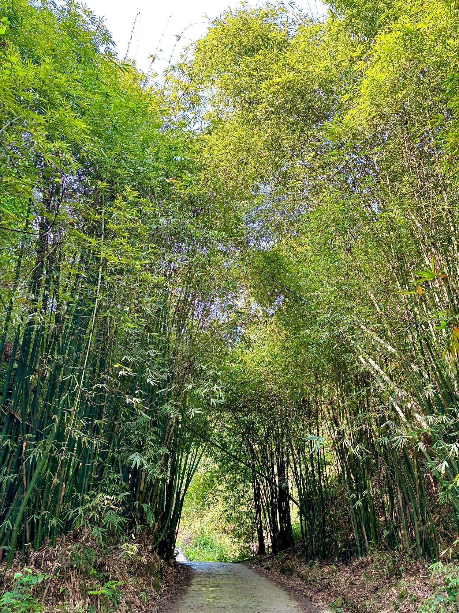九峰山森林公园旅行图片 3