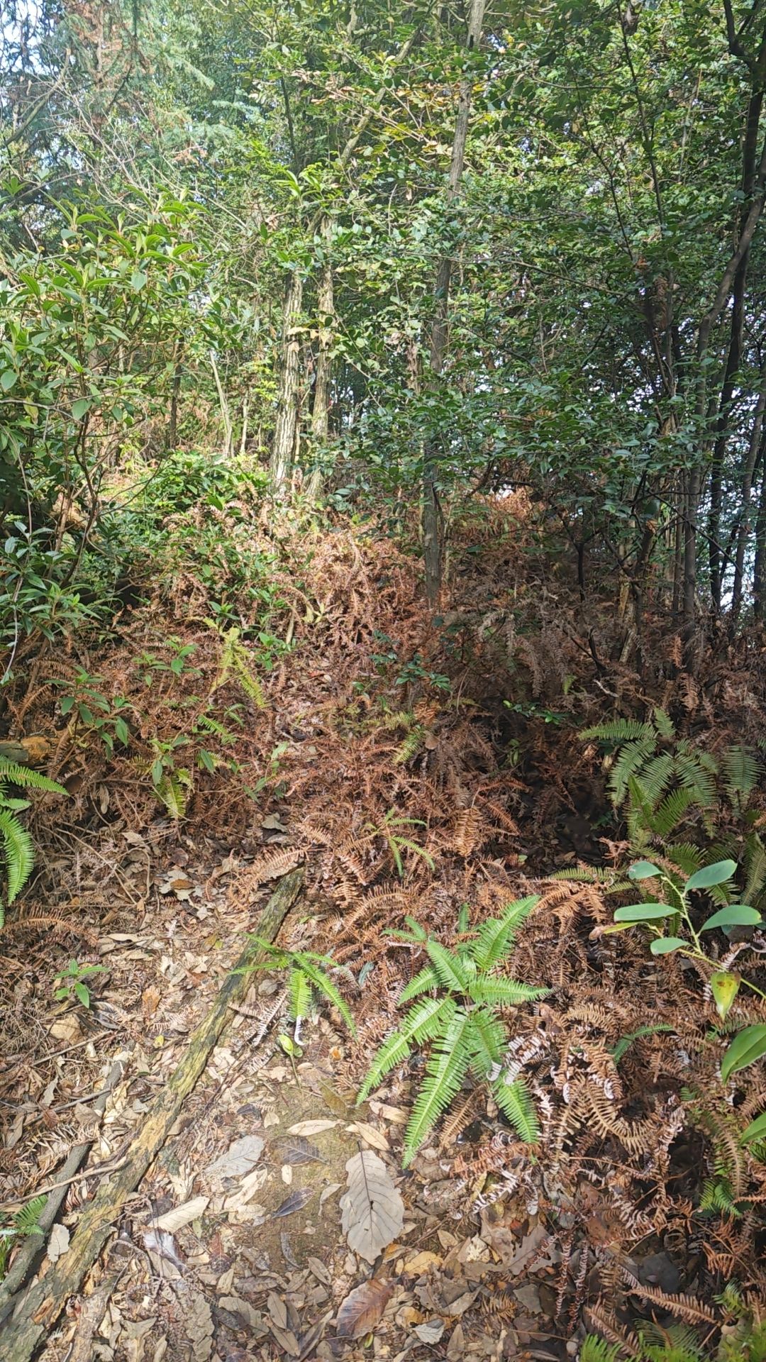 九峰山森林公园旅行图片 2