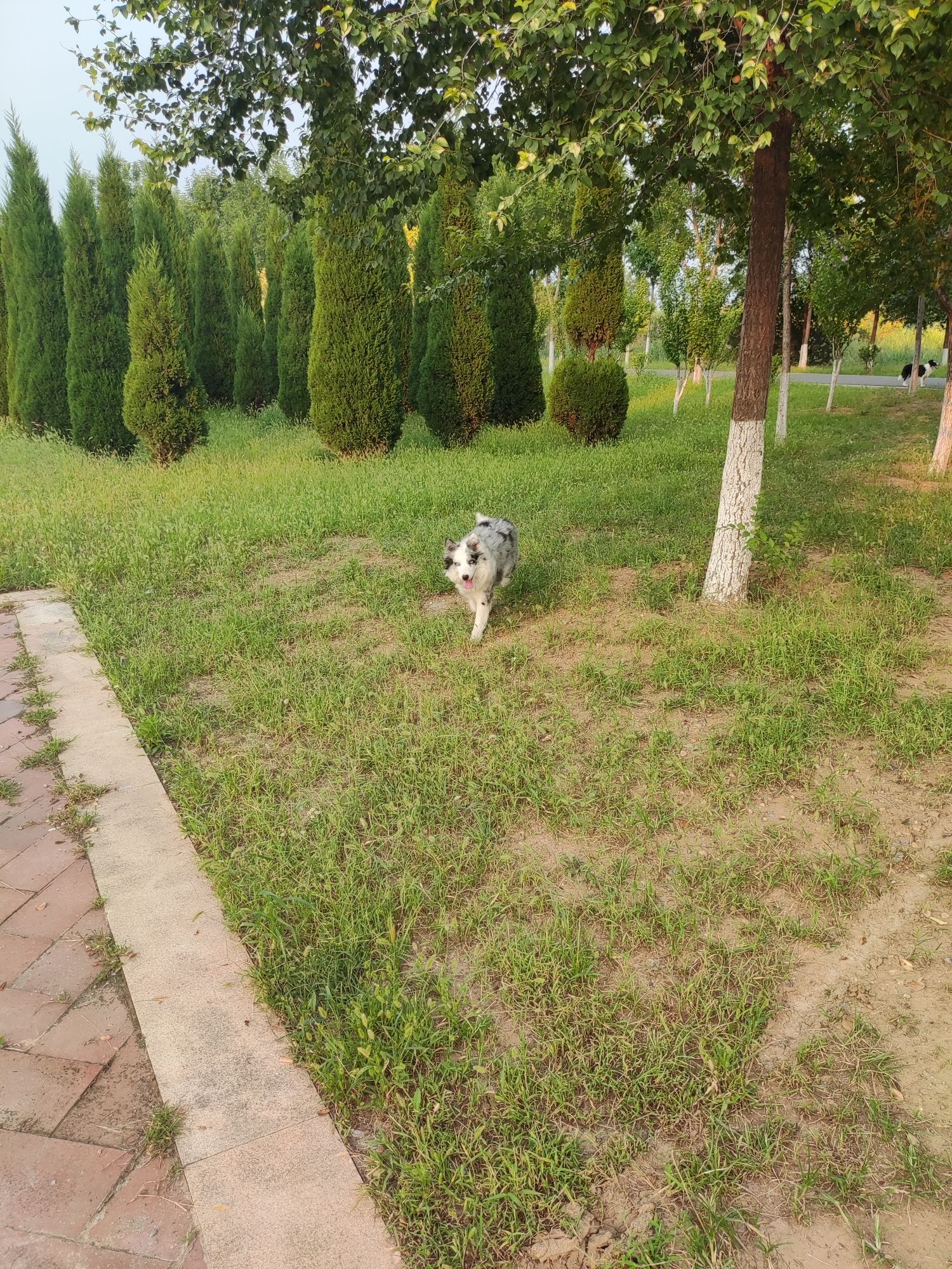 张相湖湿地公园旅行图片 2
