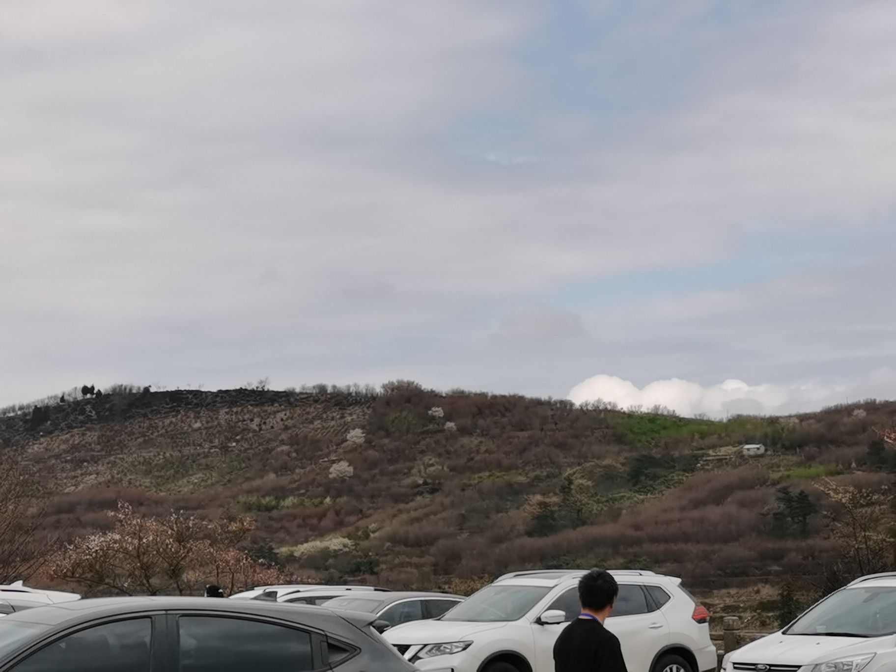 杖锡樱花园旅行图片 1