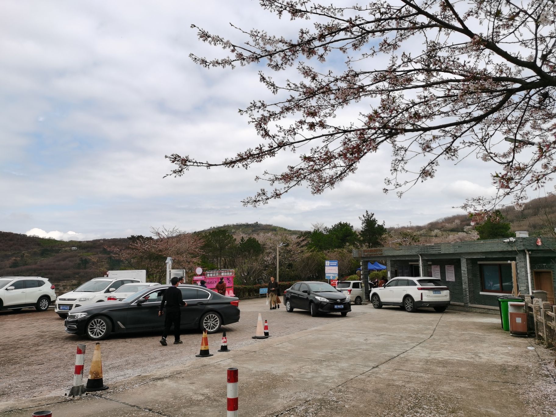 杖锡樱花园旅行图片 2