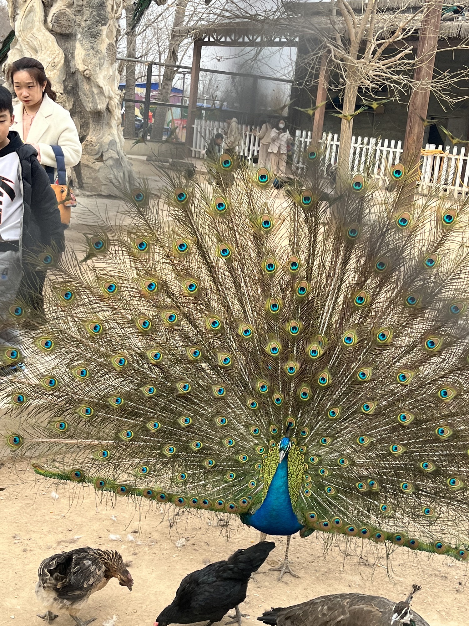 衡水野生动物园旅行图片 3