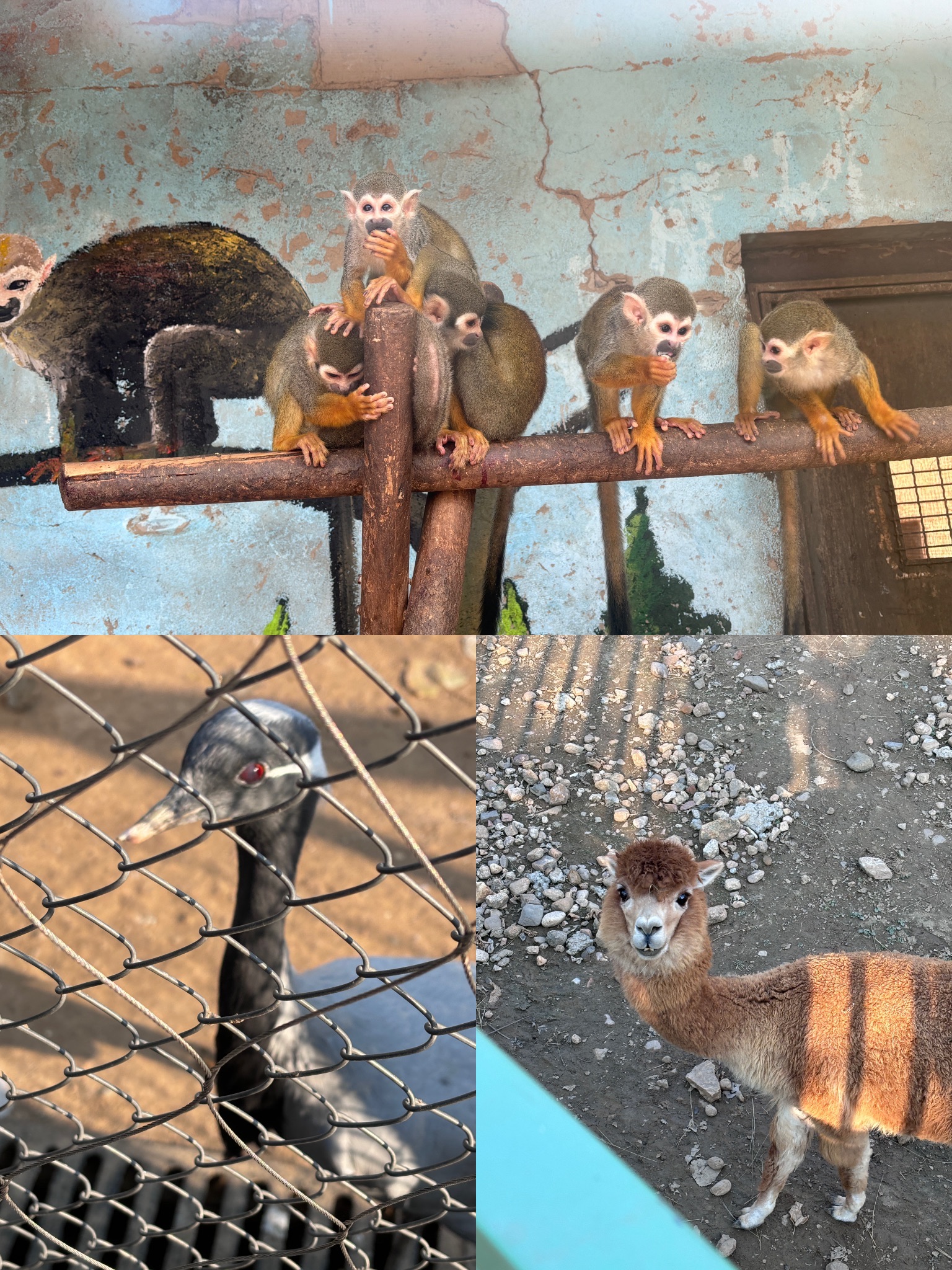 衡水野生动物园旅行图片 2