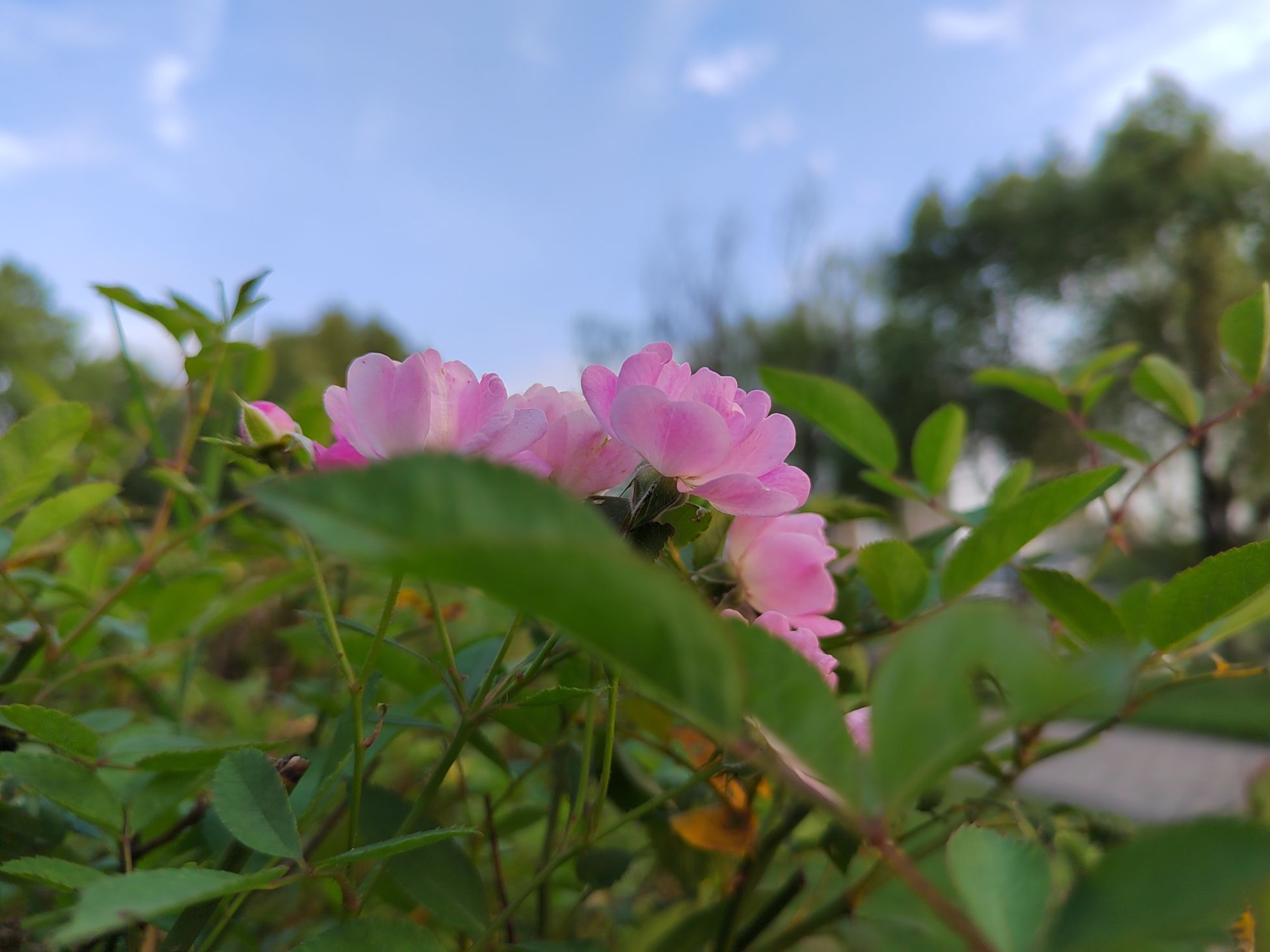 明镜湖公园旅行图片 1