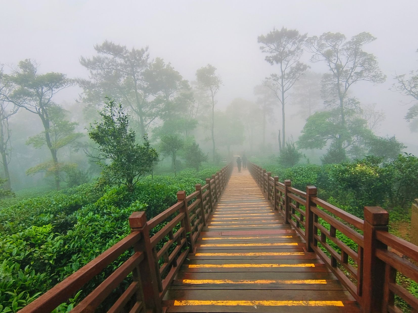 石祖禅茶园