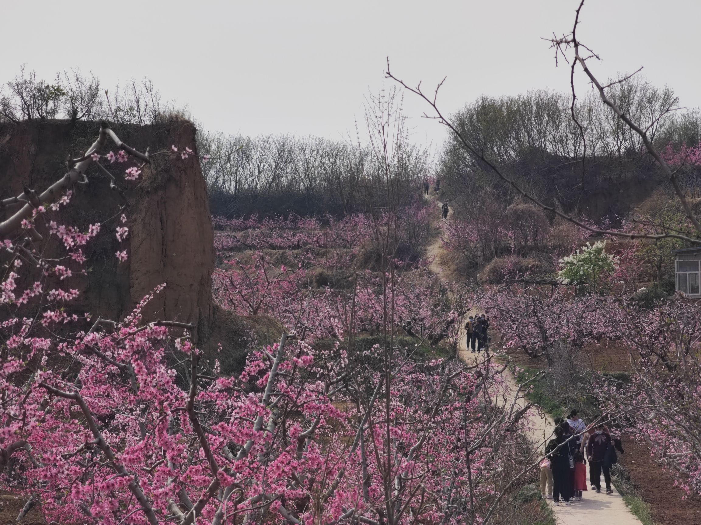 中央桃行风景区旅行图片 2