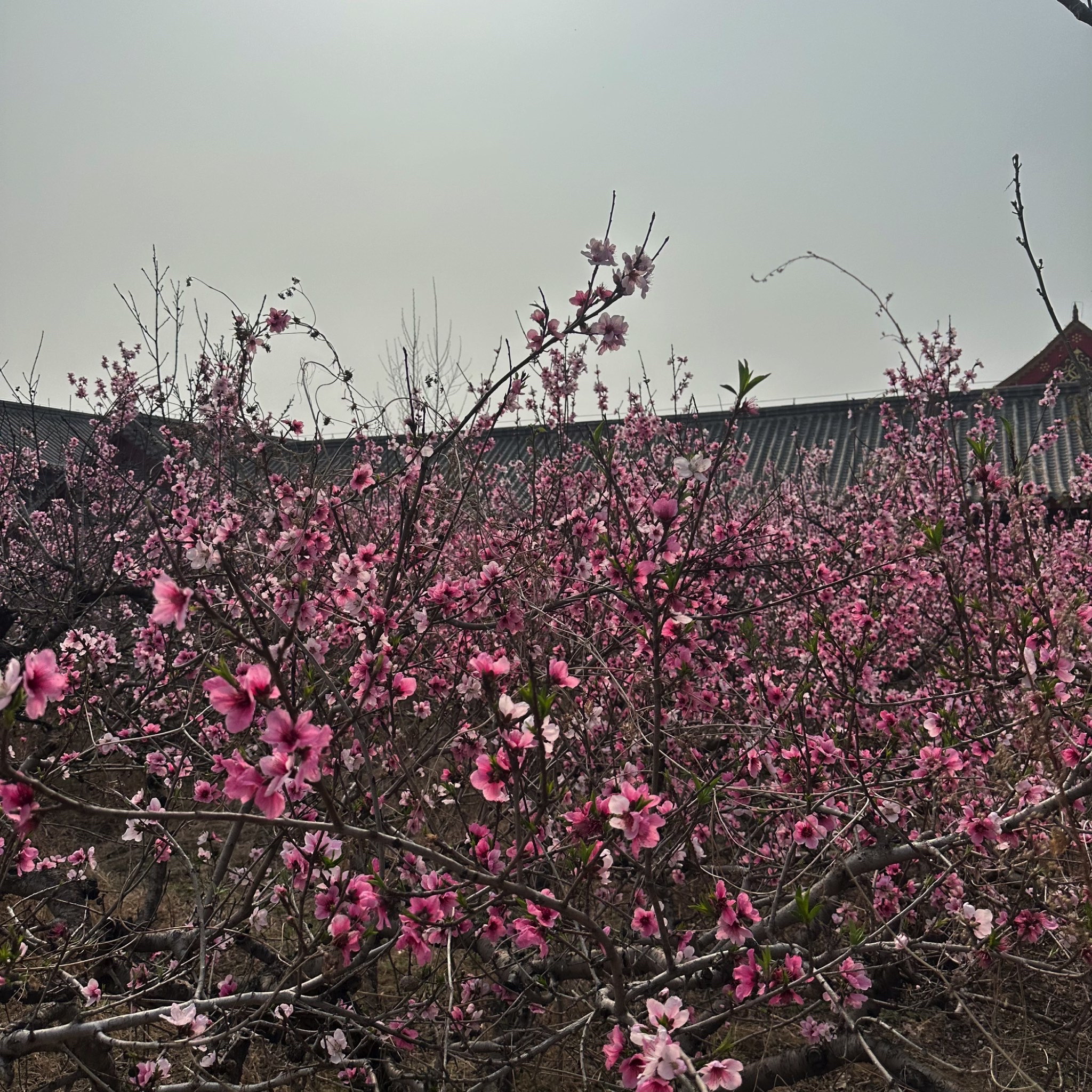 中央桃行风景区旅行图片 1