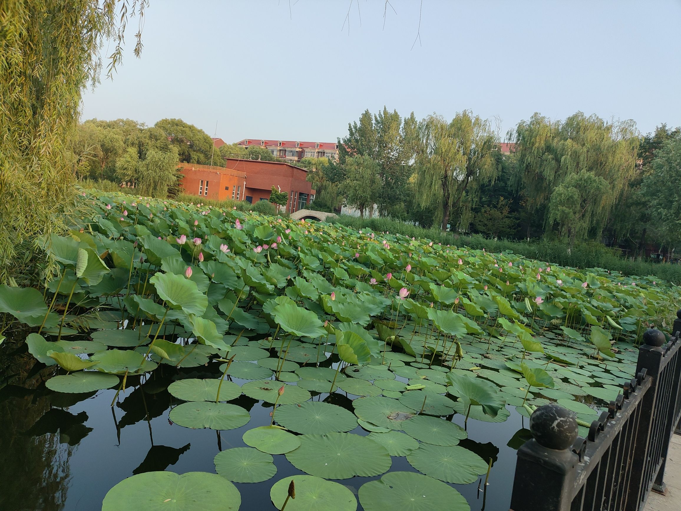 古冶区金硕生态景观公园旅行图片 1