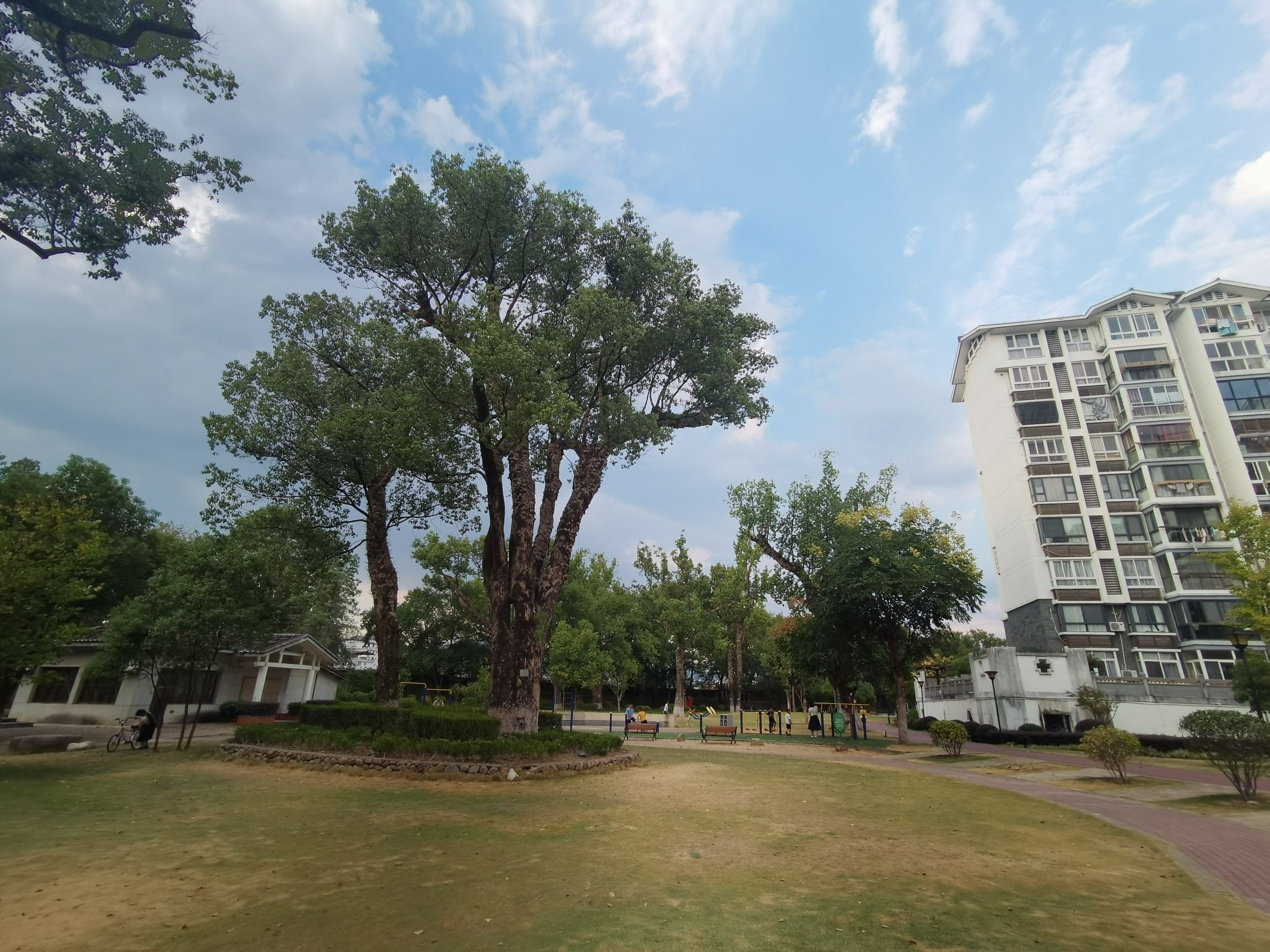 樟树公园旅行图片 1