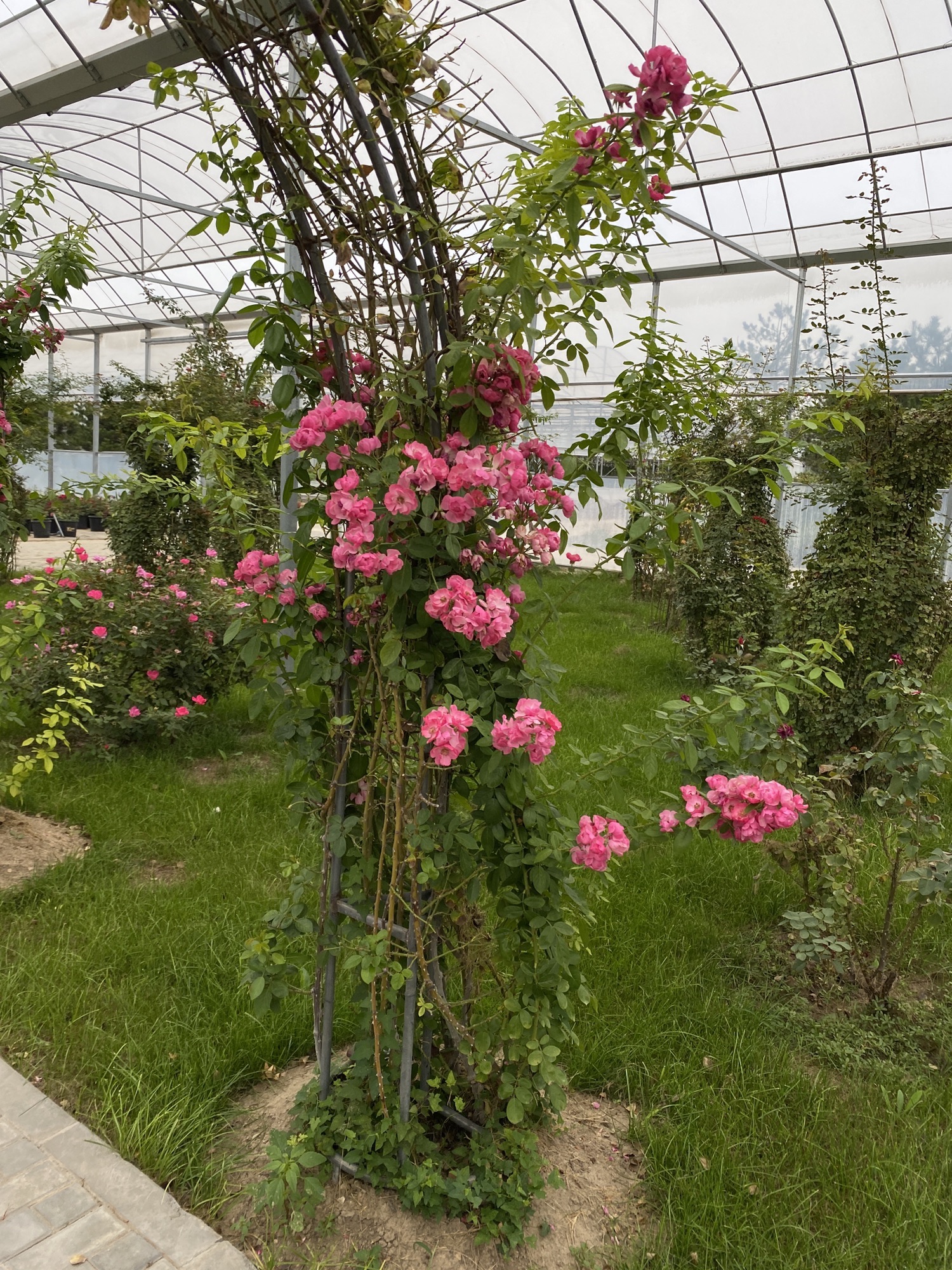 北京纳波湾园艺有限公司旅行图片 1