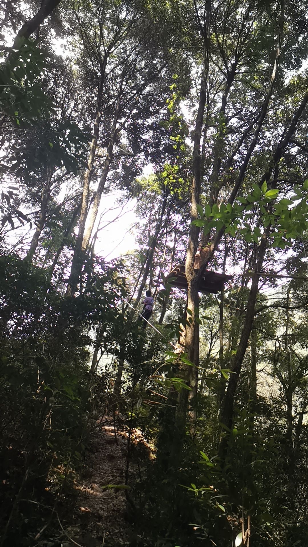 大荫山丛林飞越探险乐园旅行图片 2