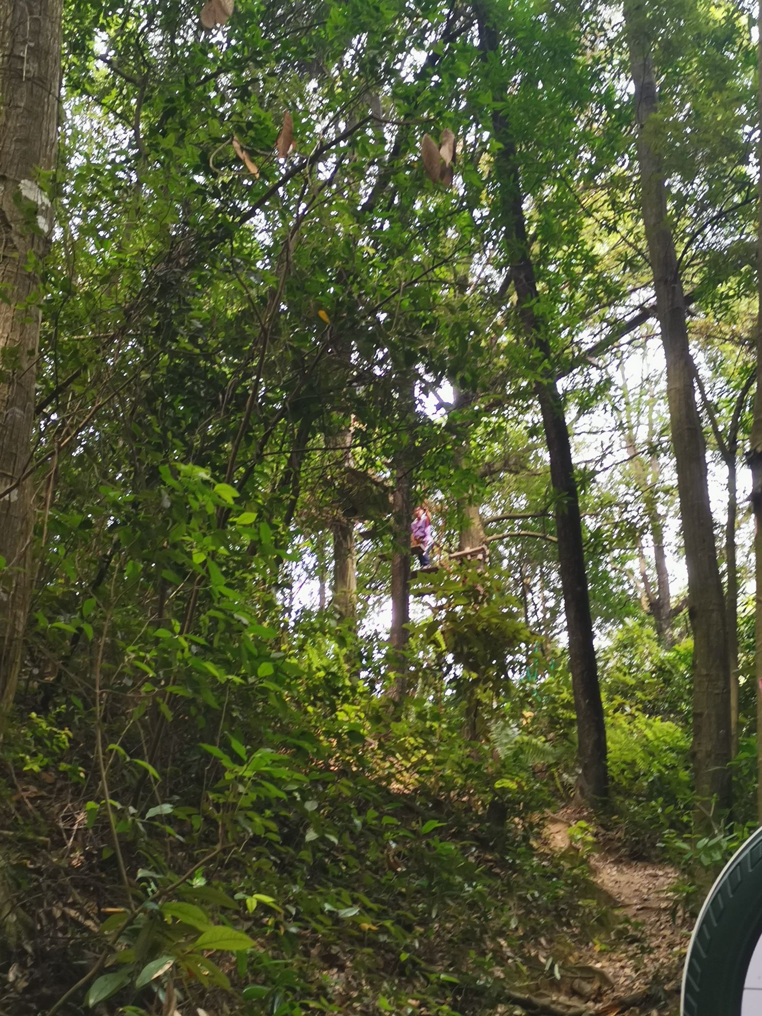 大荫山丛林飞越探险乐园旅行图片 1