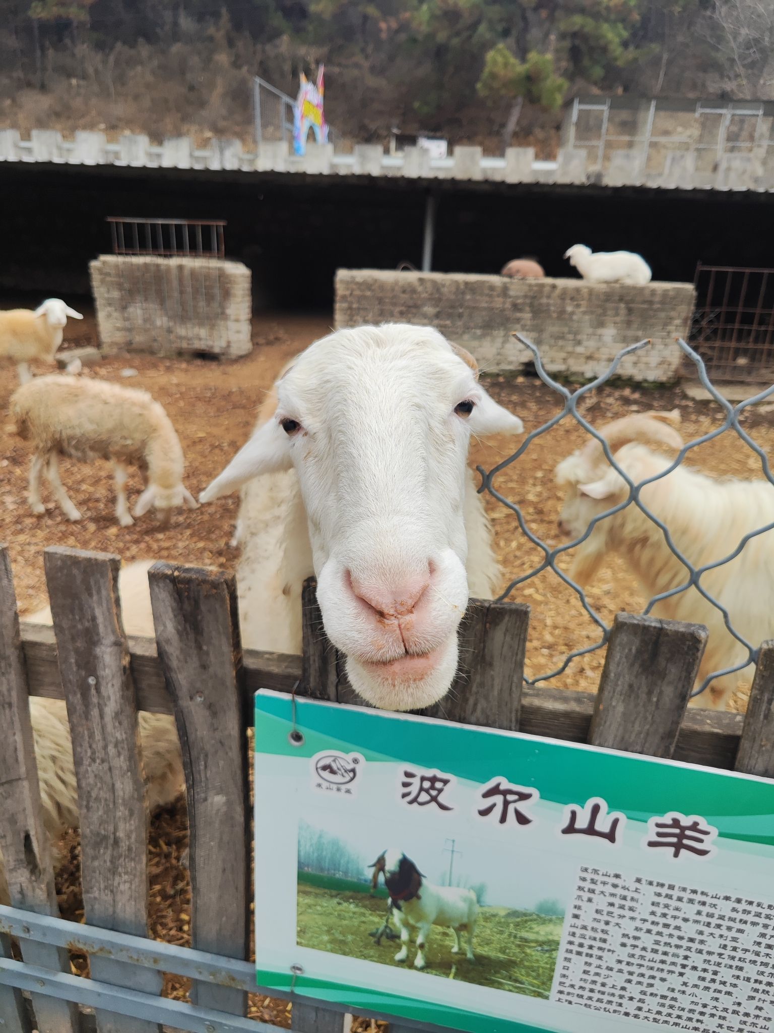 成山景区旅行图片 3
