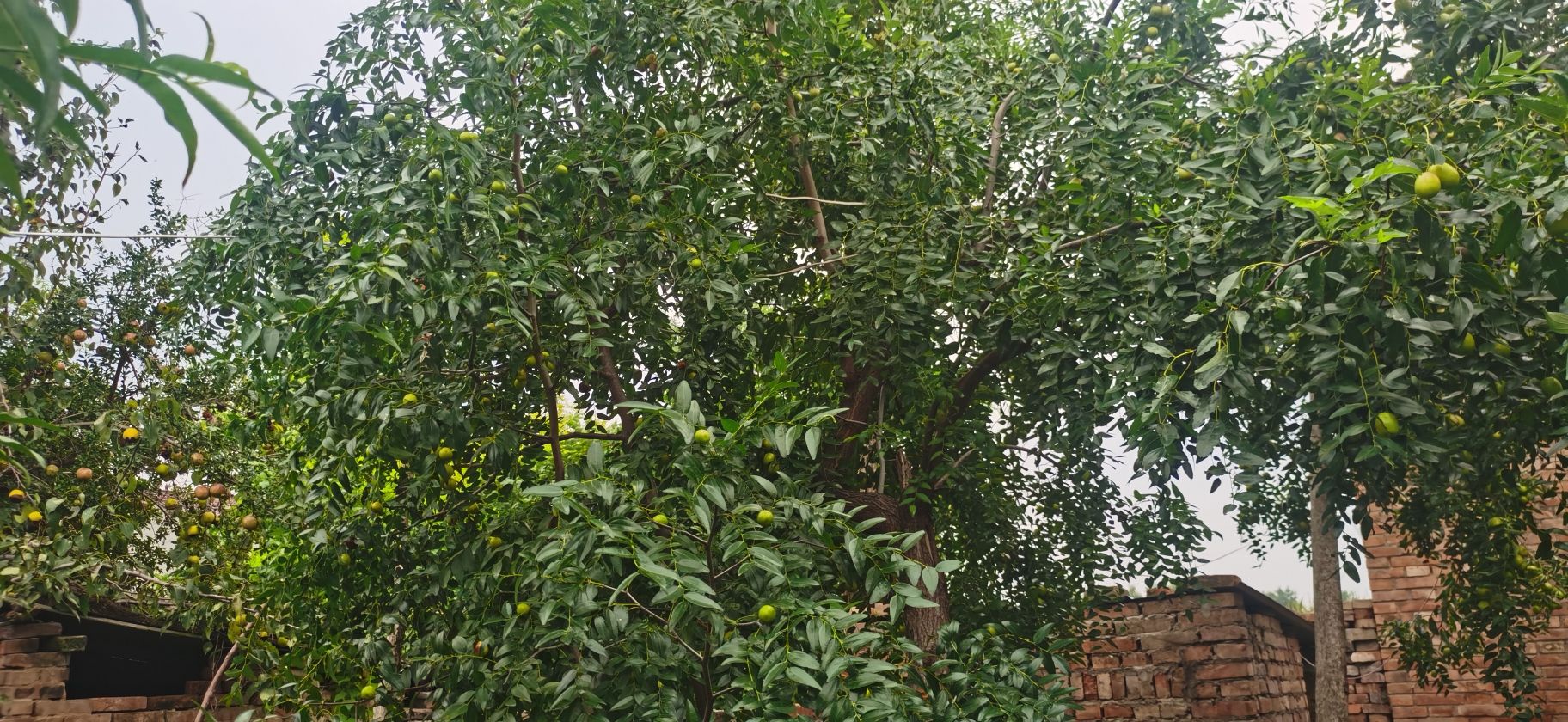 商都公园旅行图片 3