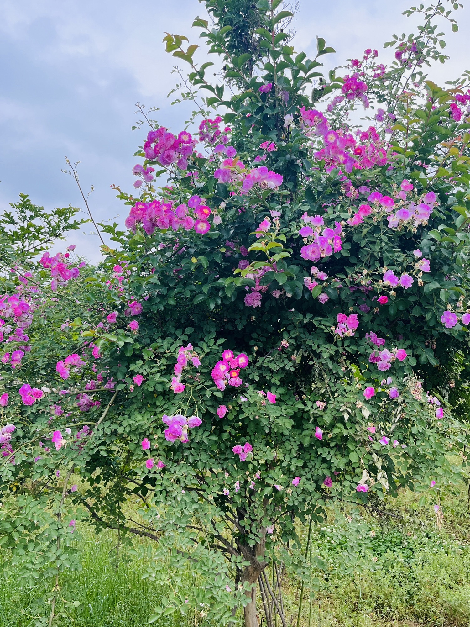 舞阳植物园旅行图片 3
