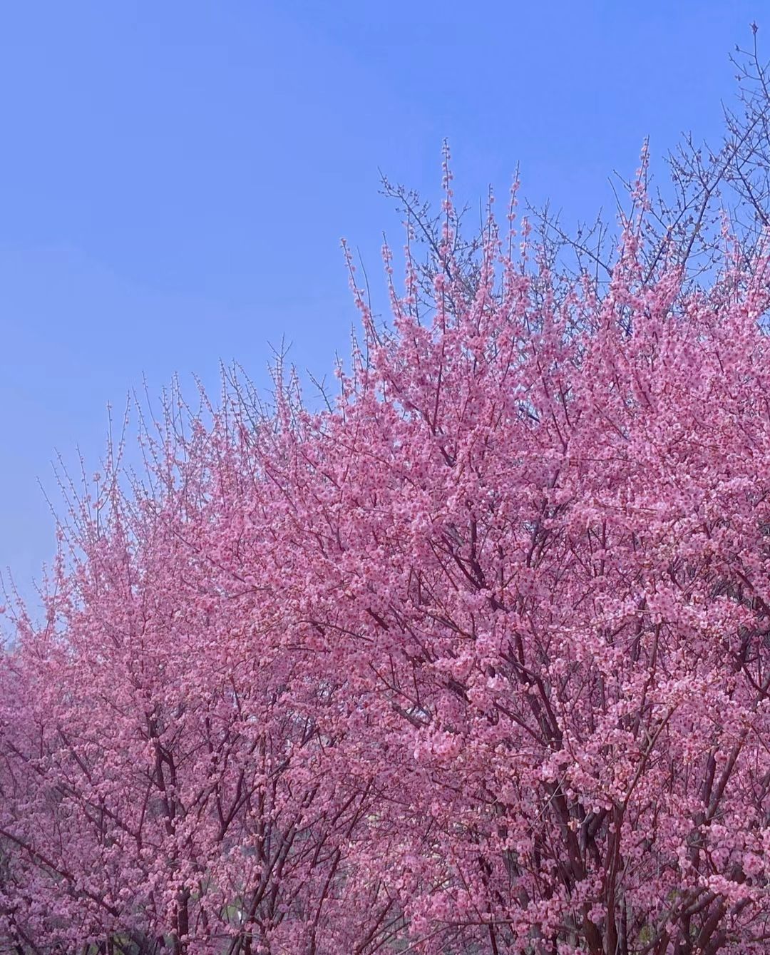 舞阳植物园旅行图片 1