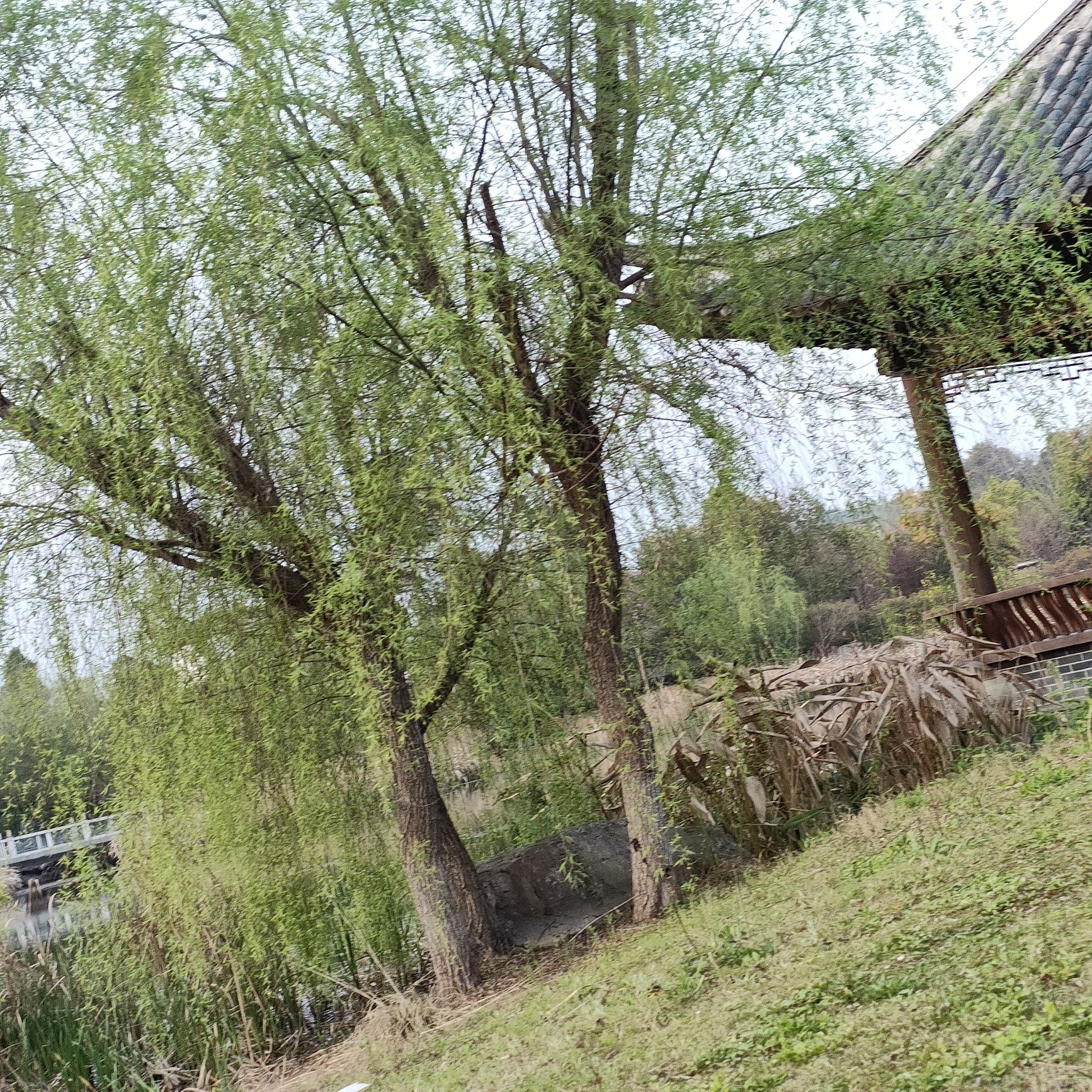 十里荷塘旅行图片 1