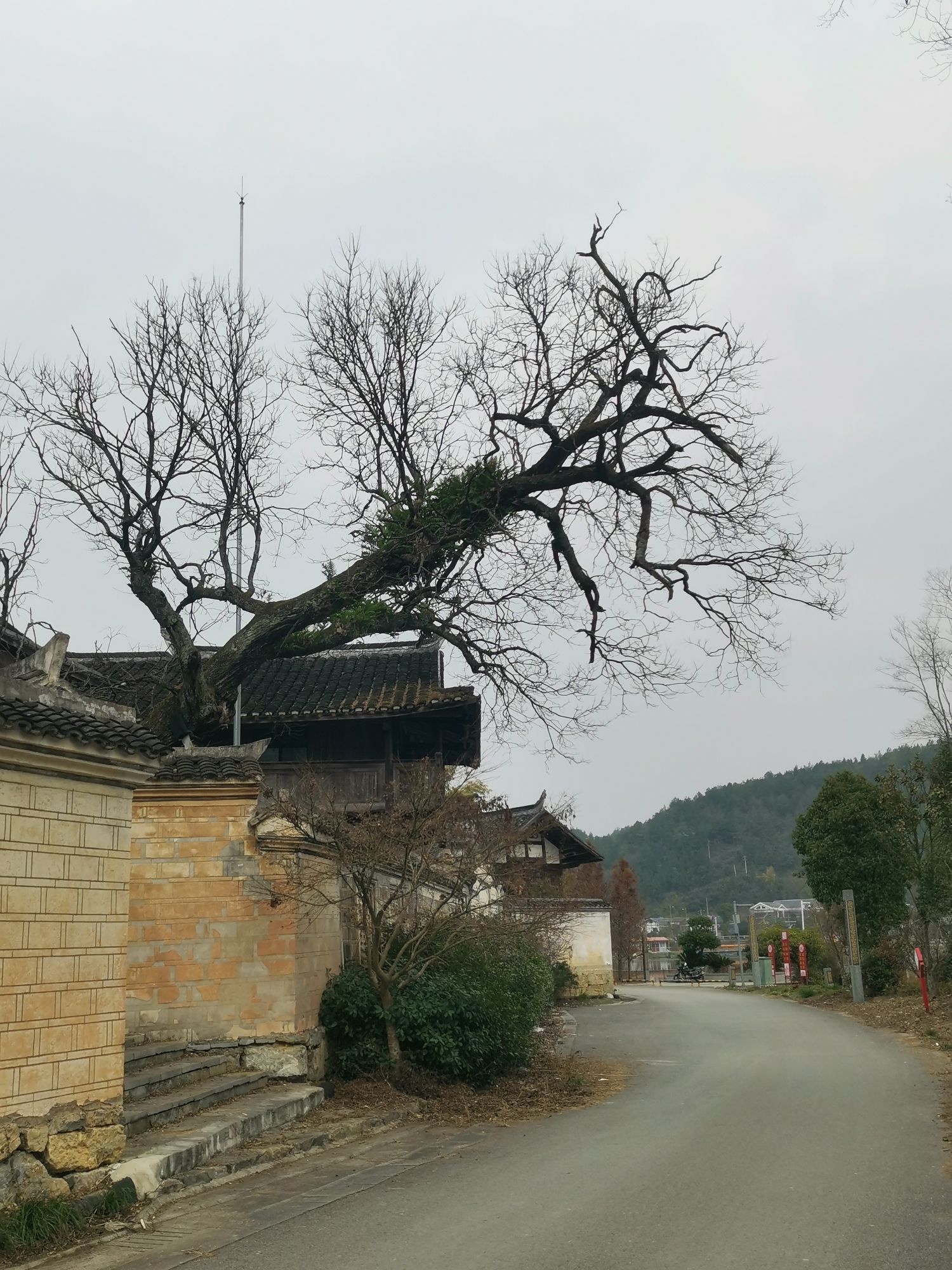 十里荷塘旅行图片 1