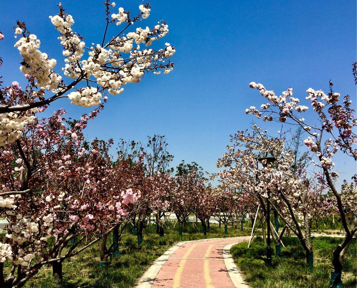 樱花阁旅行图片 3