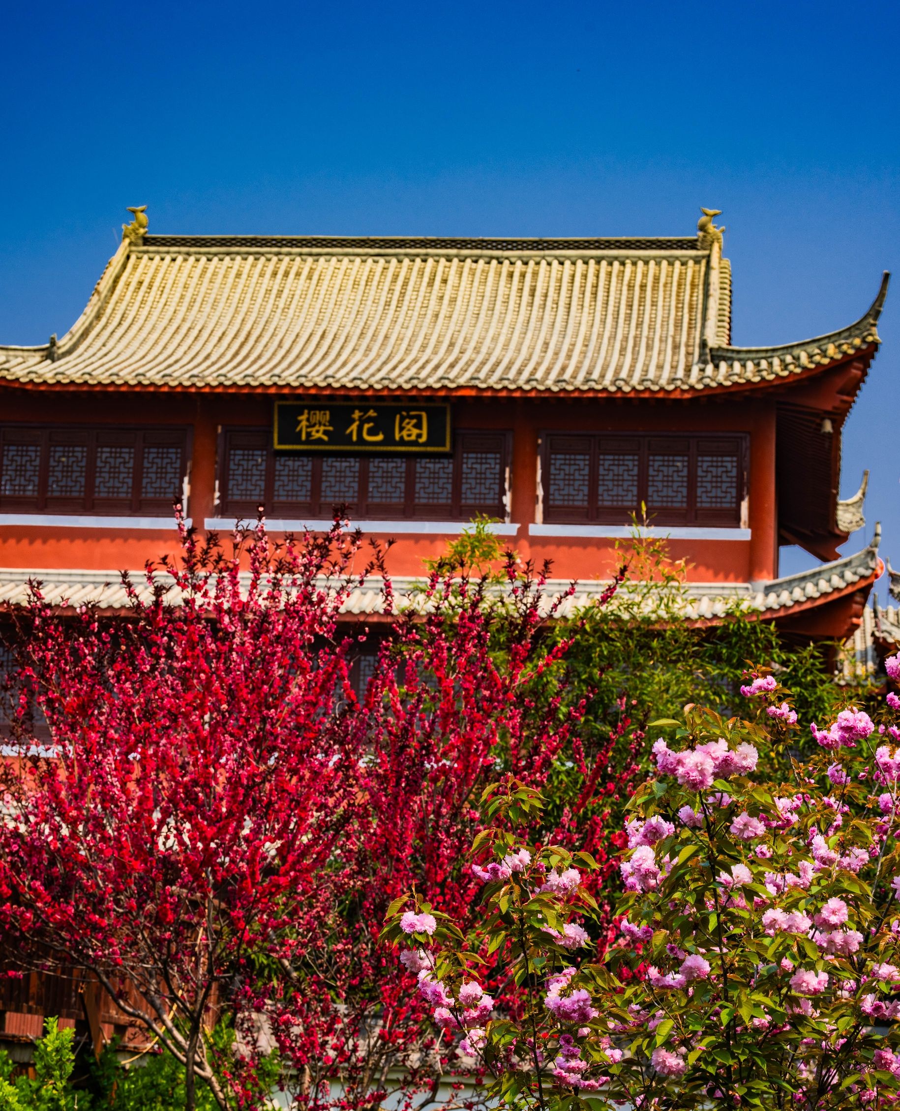 樱花阁旅行图片 1