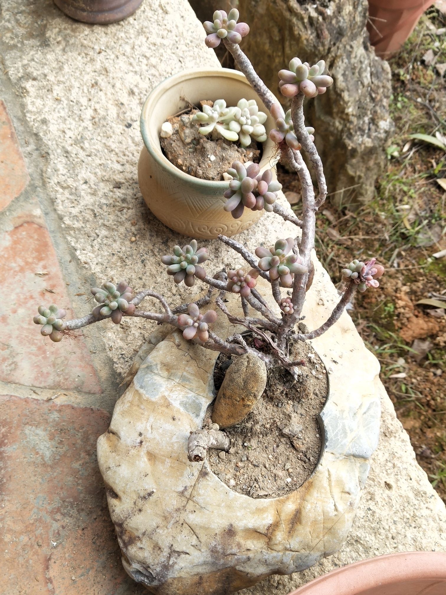 苦竹寺旅行图片 2