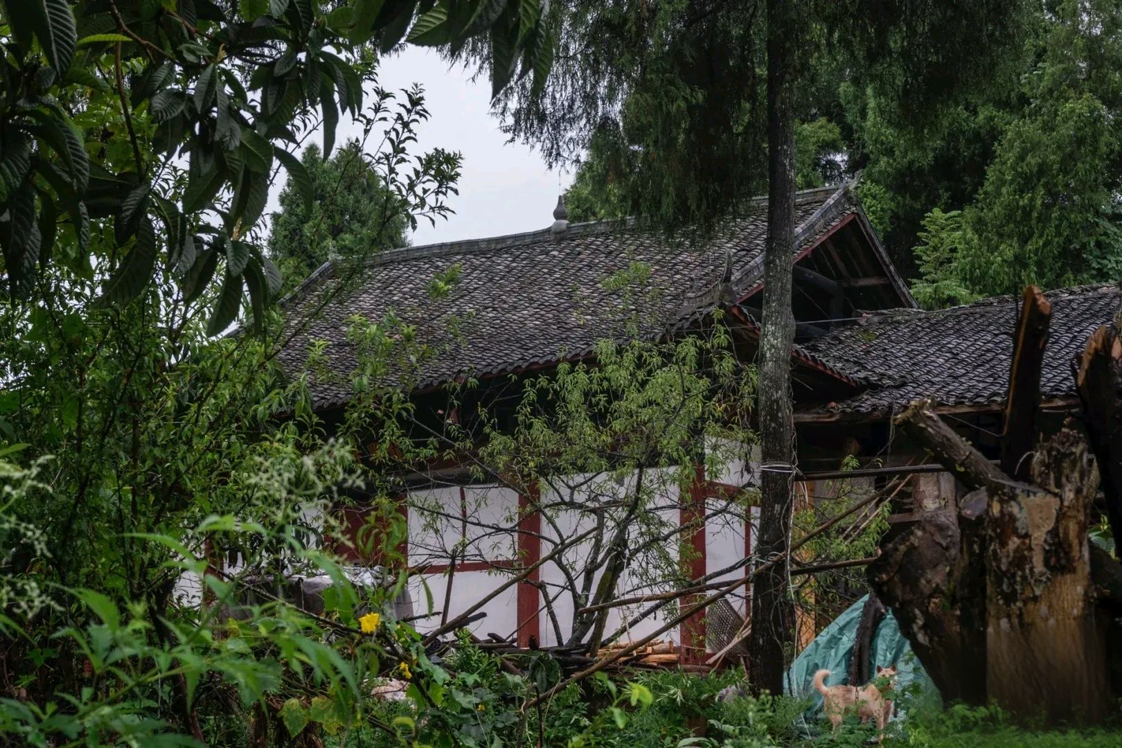 苦竹寺旅行图片 1