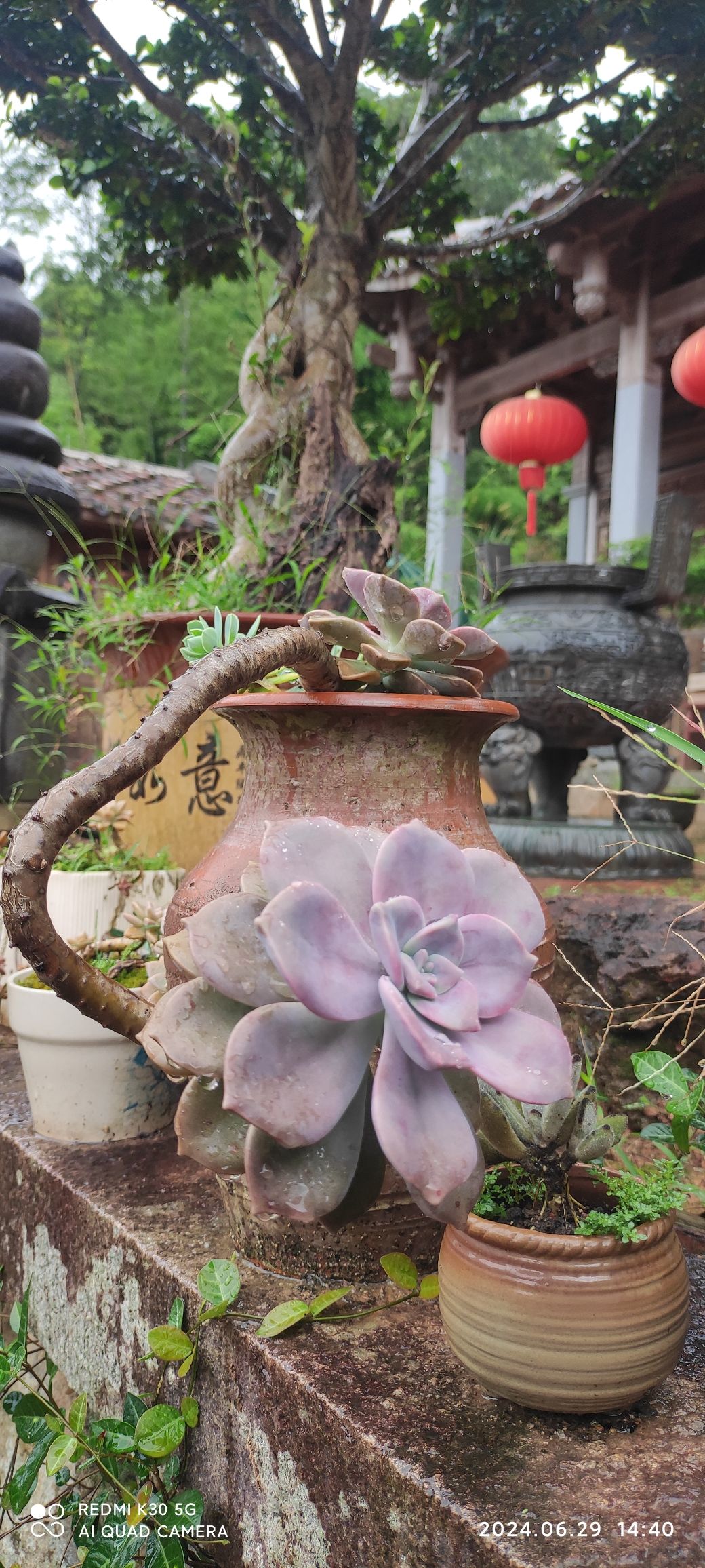 苦竹寺旅行图片 3