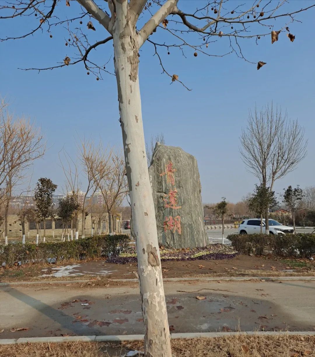 青莲湖公园旅行图片 1