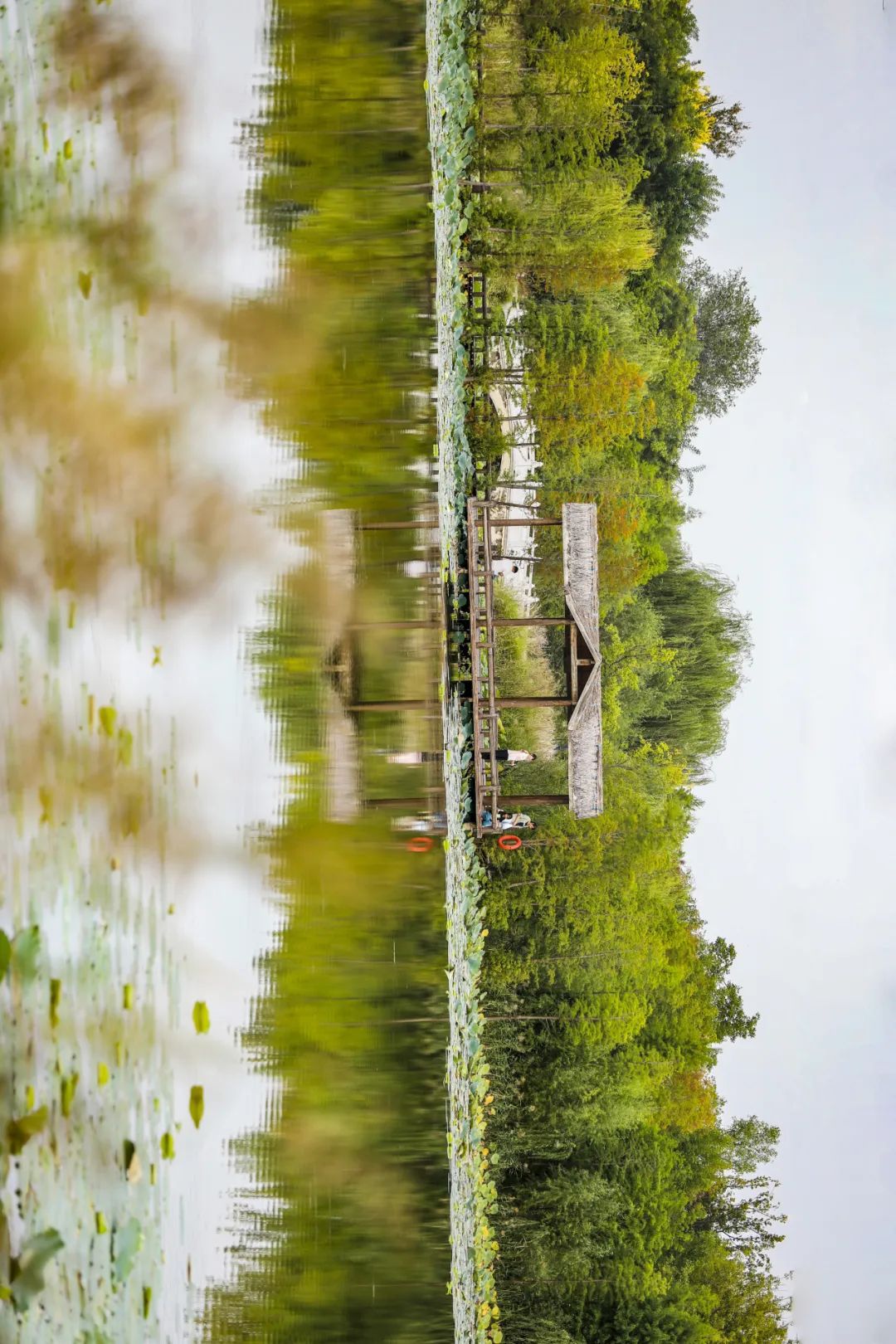 凤湖湿地旅行图片 2