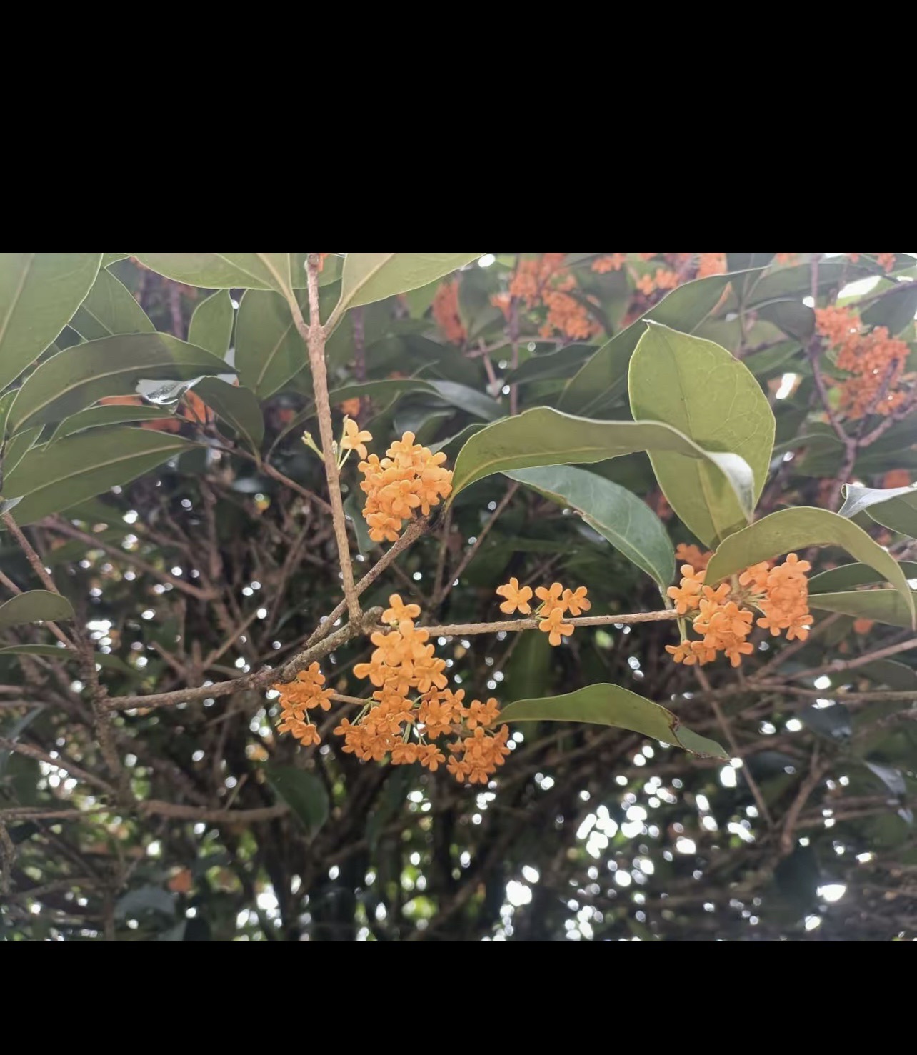 项村十里桂花长廊旅行图片 1