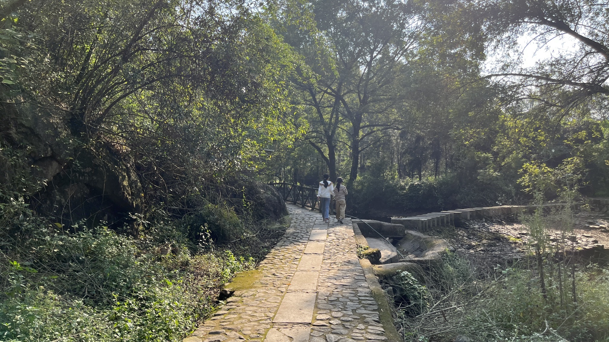 项村十里桂花长廊旅行图片 3