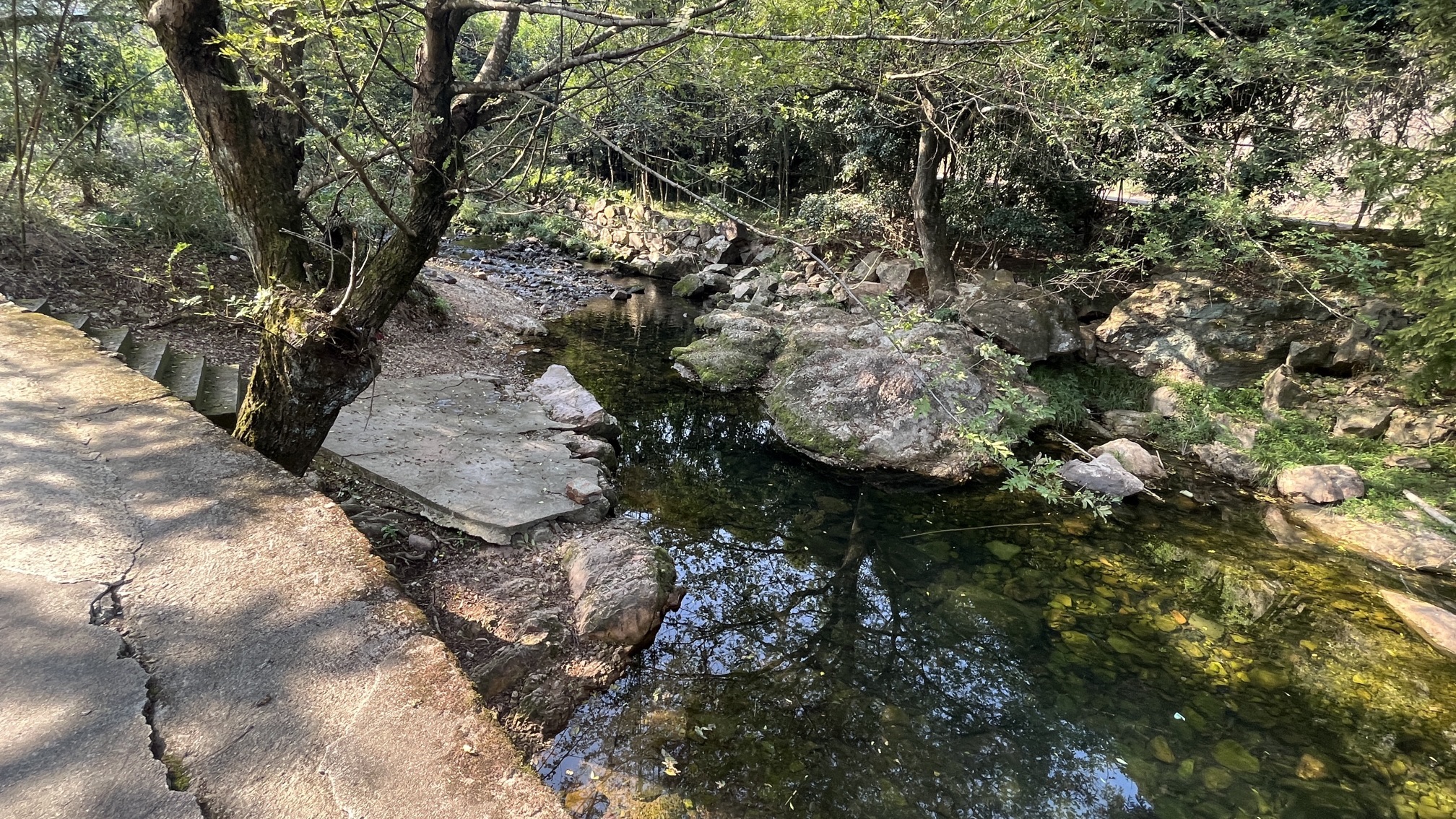 项村十里桂花长廊旅行图片 2