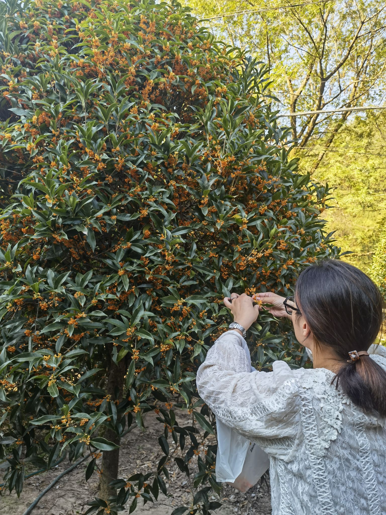项村十里桂花长廊旅行图片 3