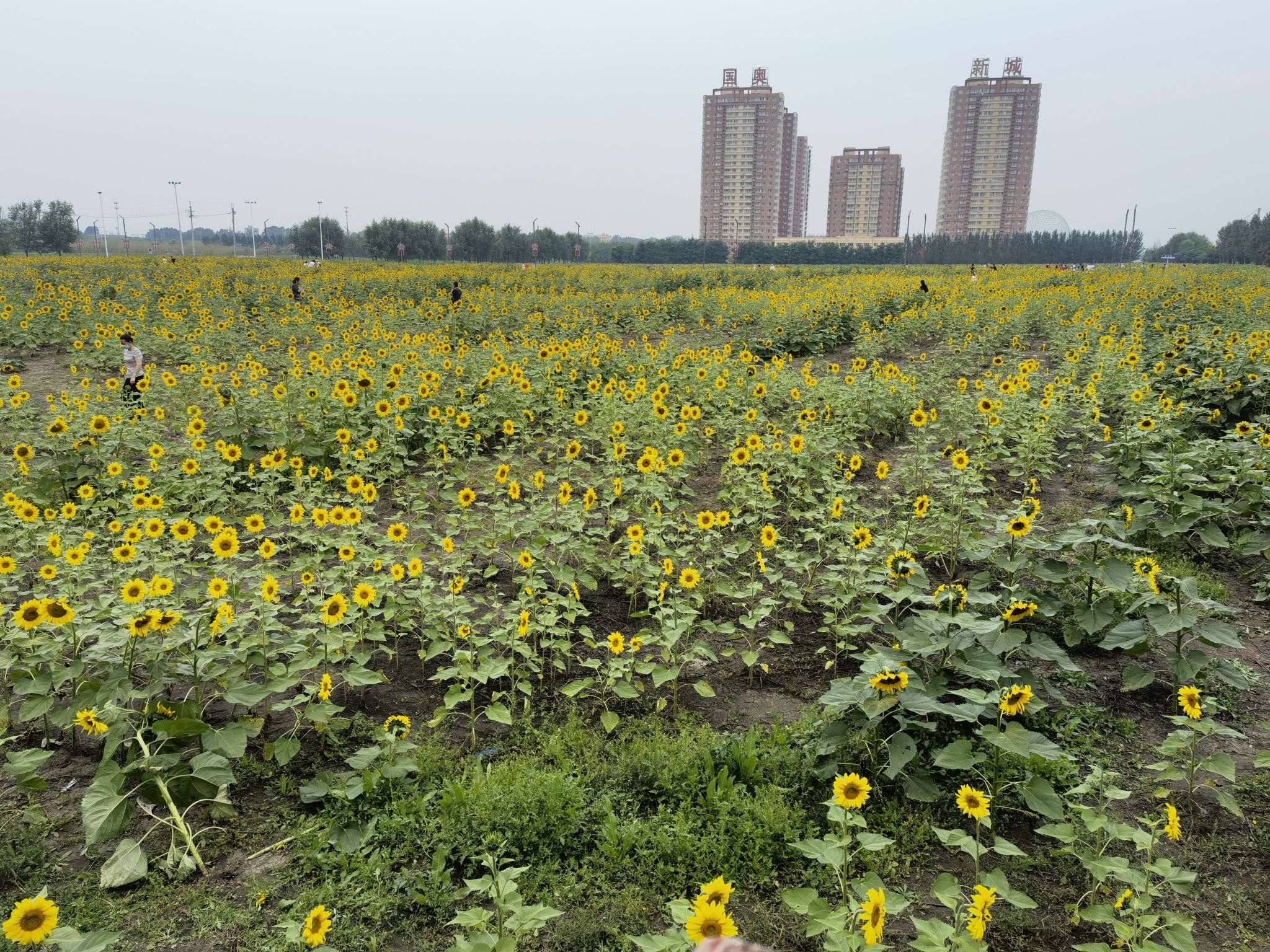 花海公园旅行图片 2