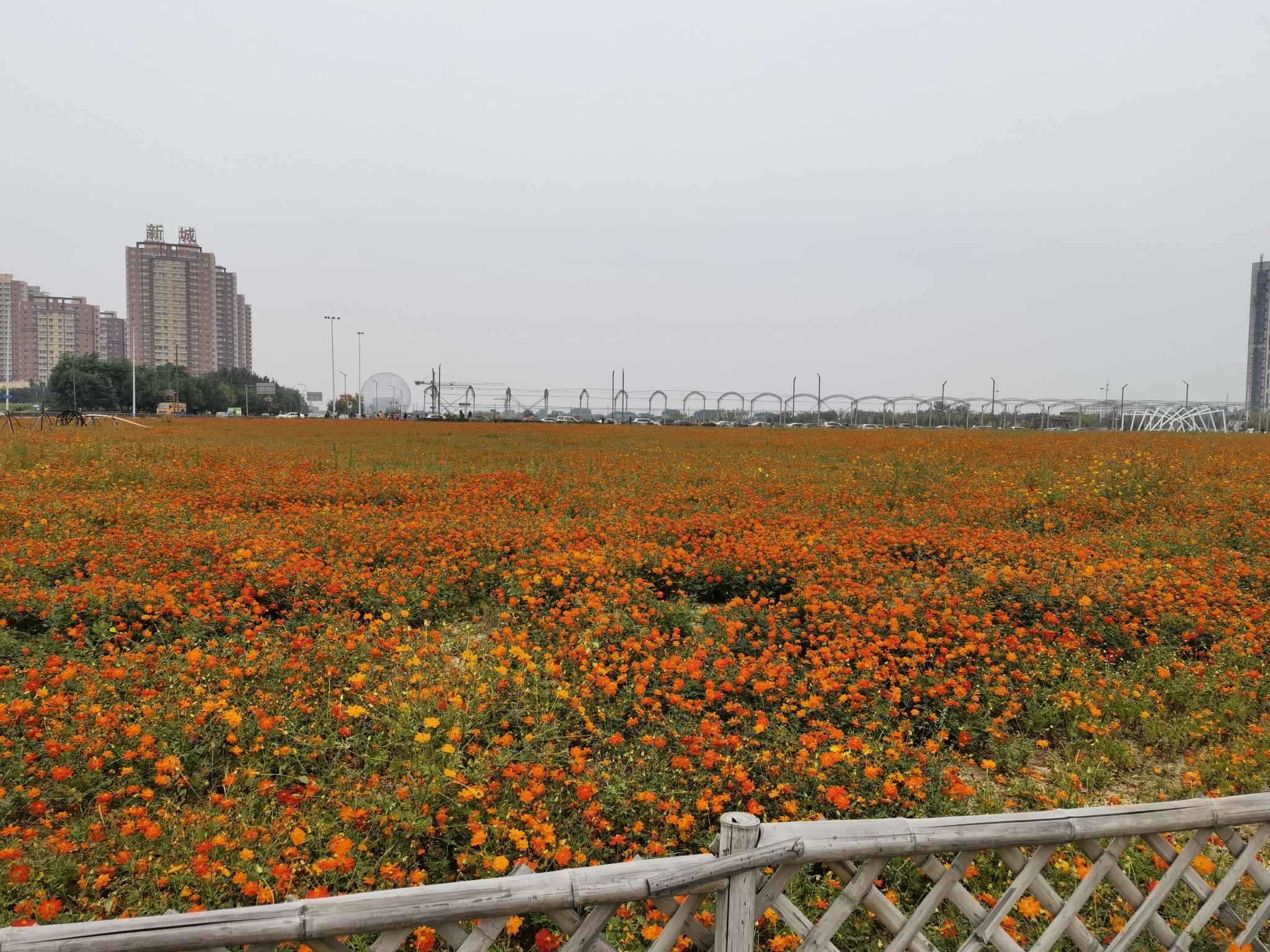 花海公园旅行图片 1