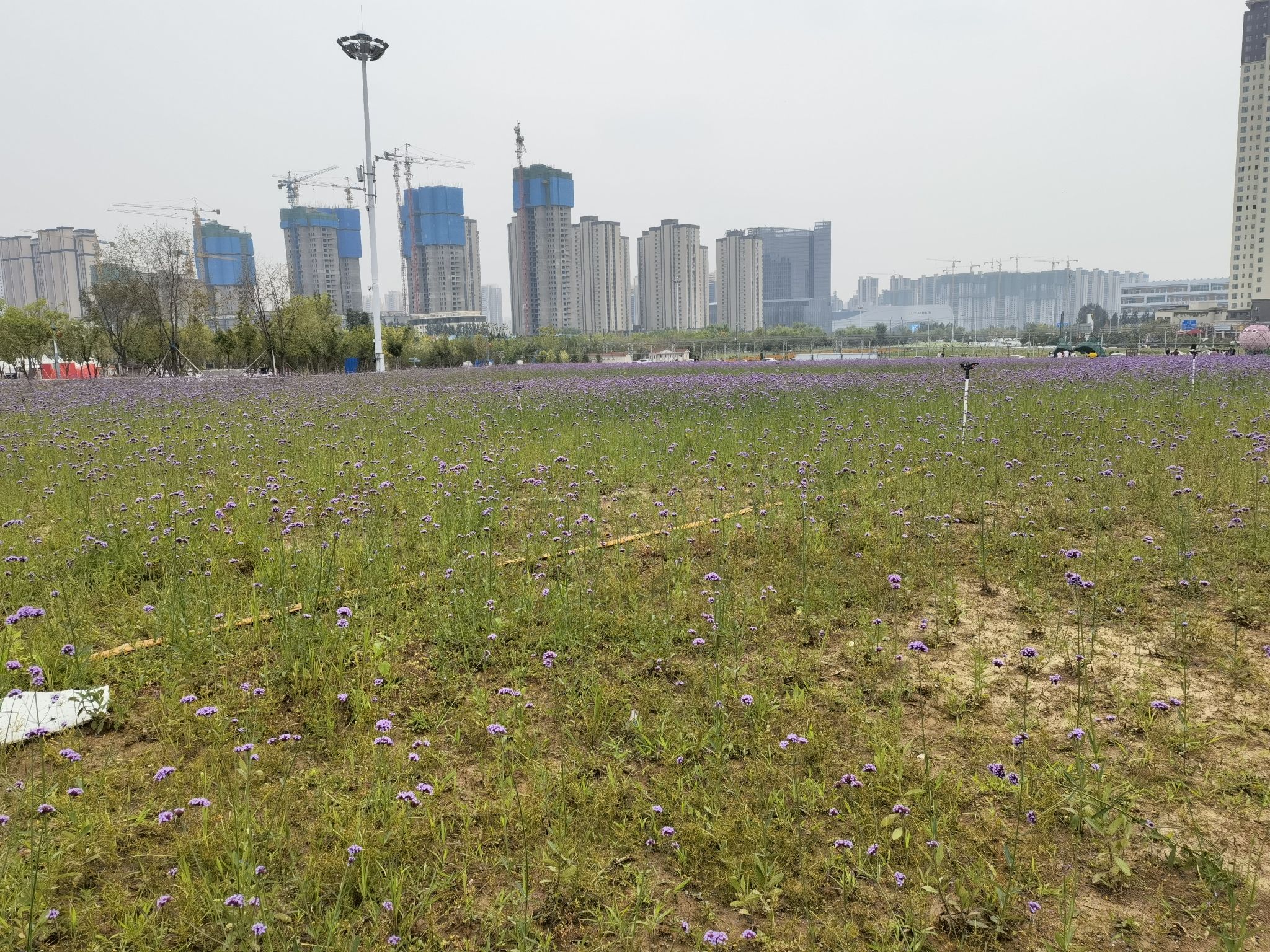 花海公园旅行图片 3