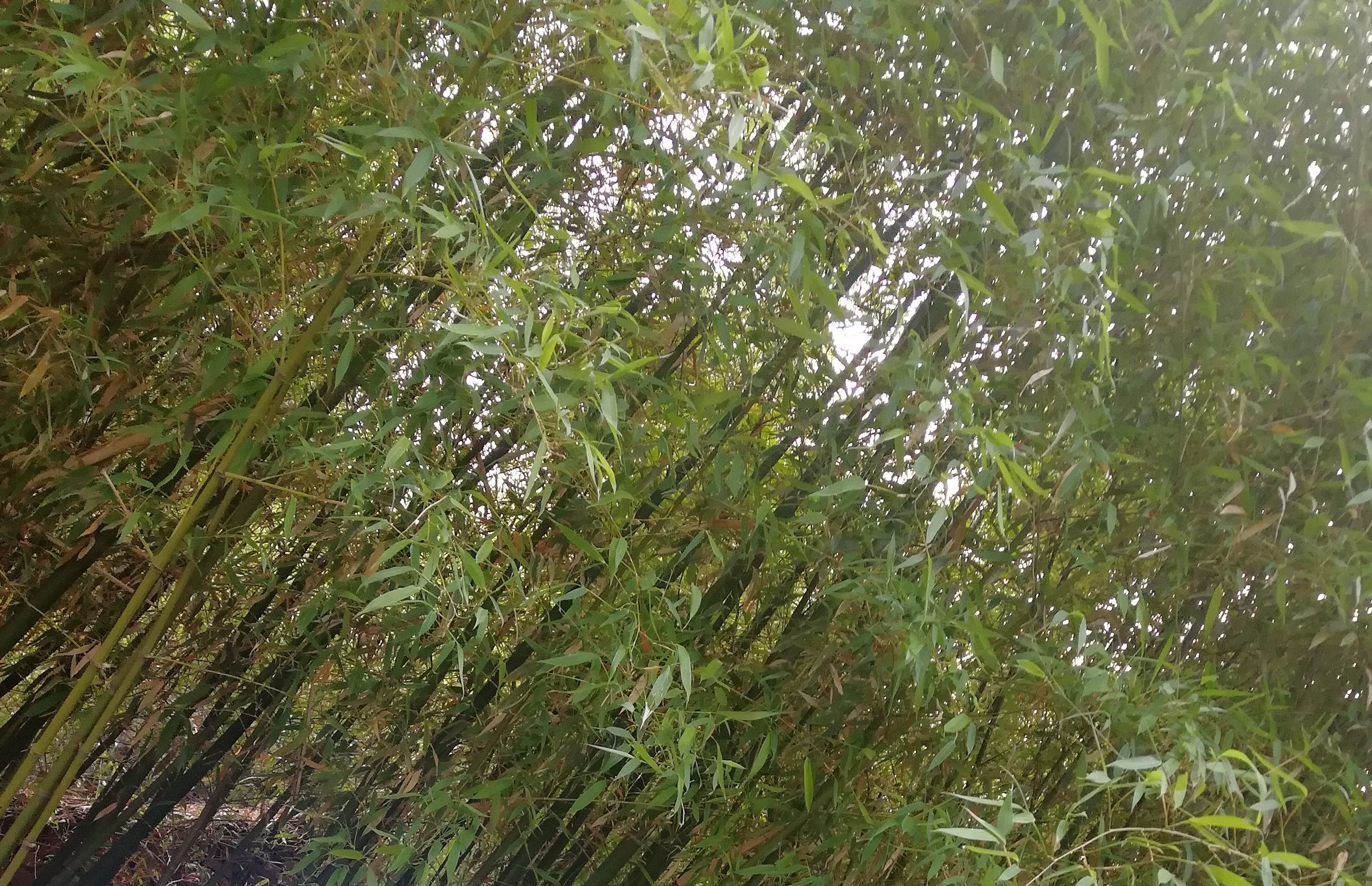 北月湾景区旅行图片 2