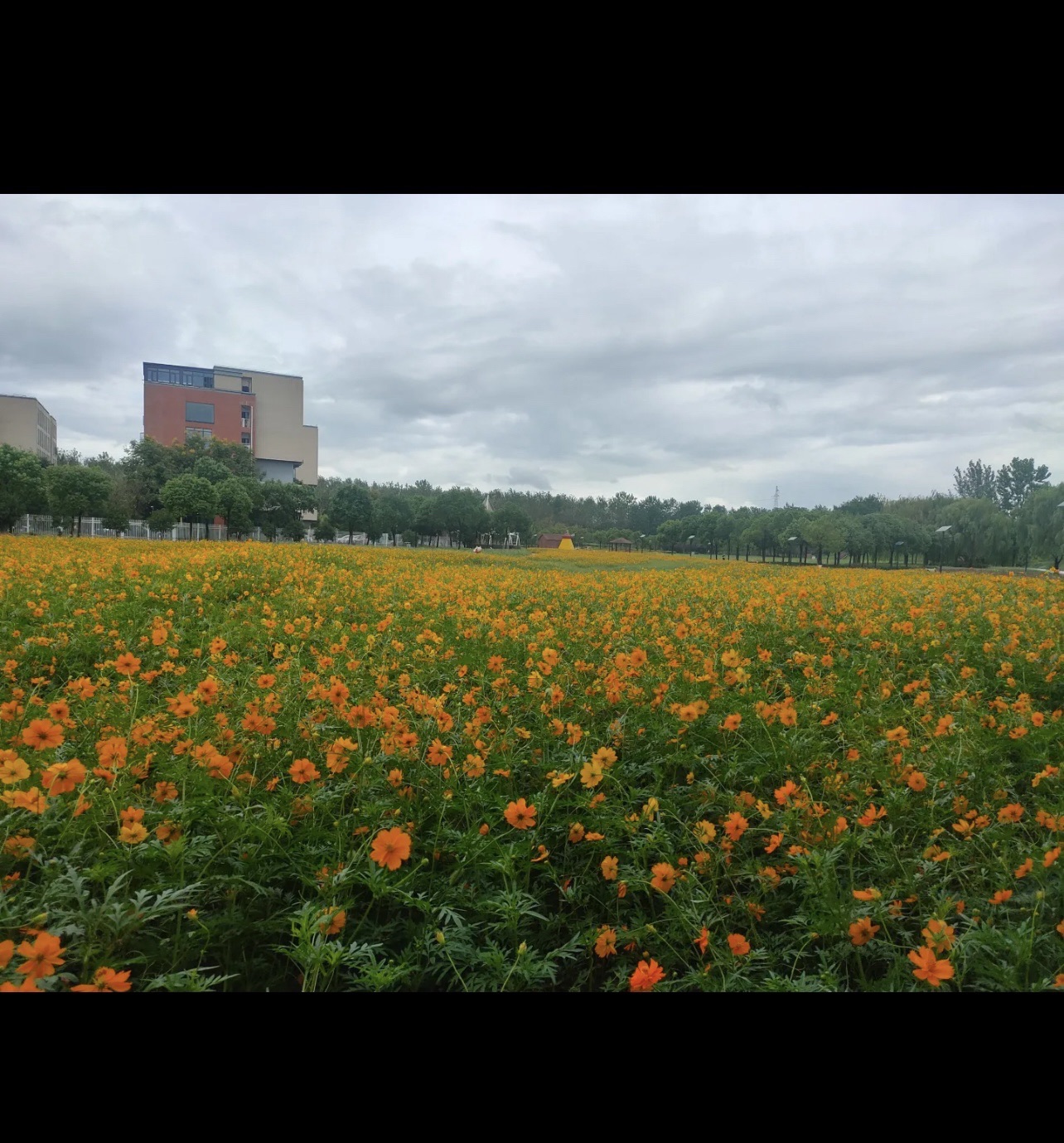 百亩花田旅行图片 2